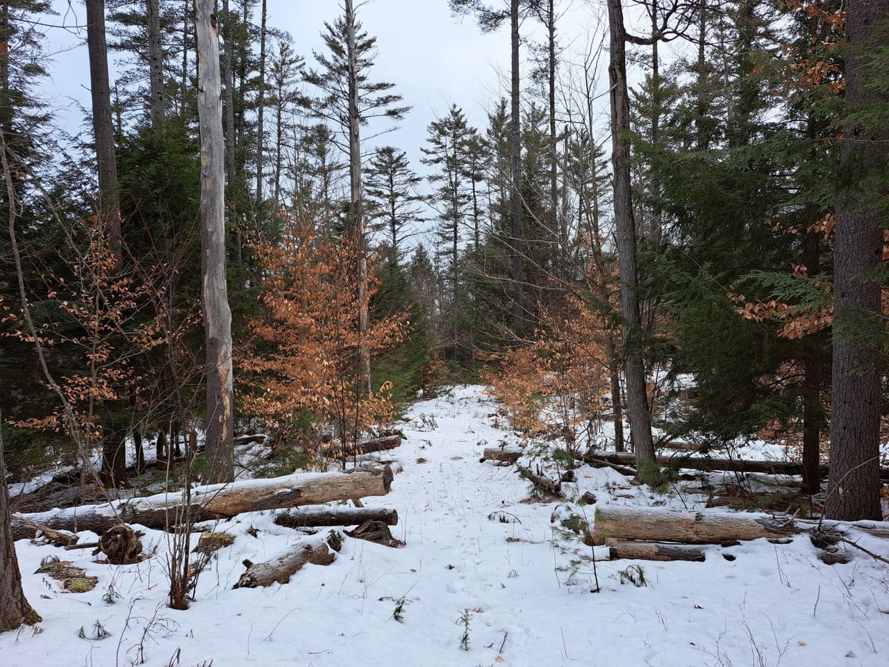 Hudson River Woodlot