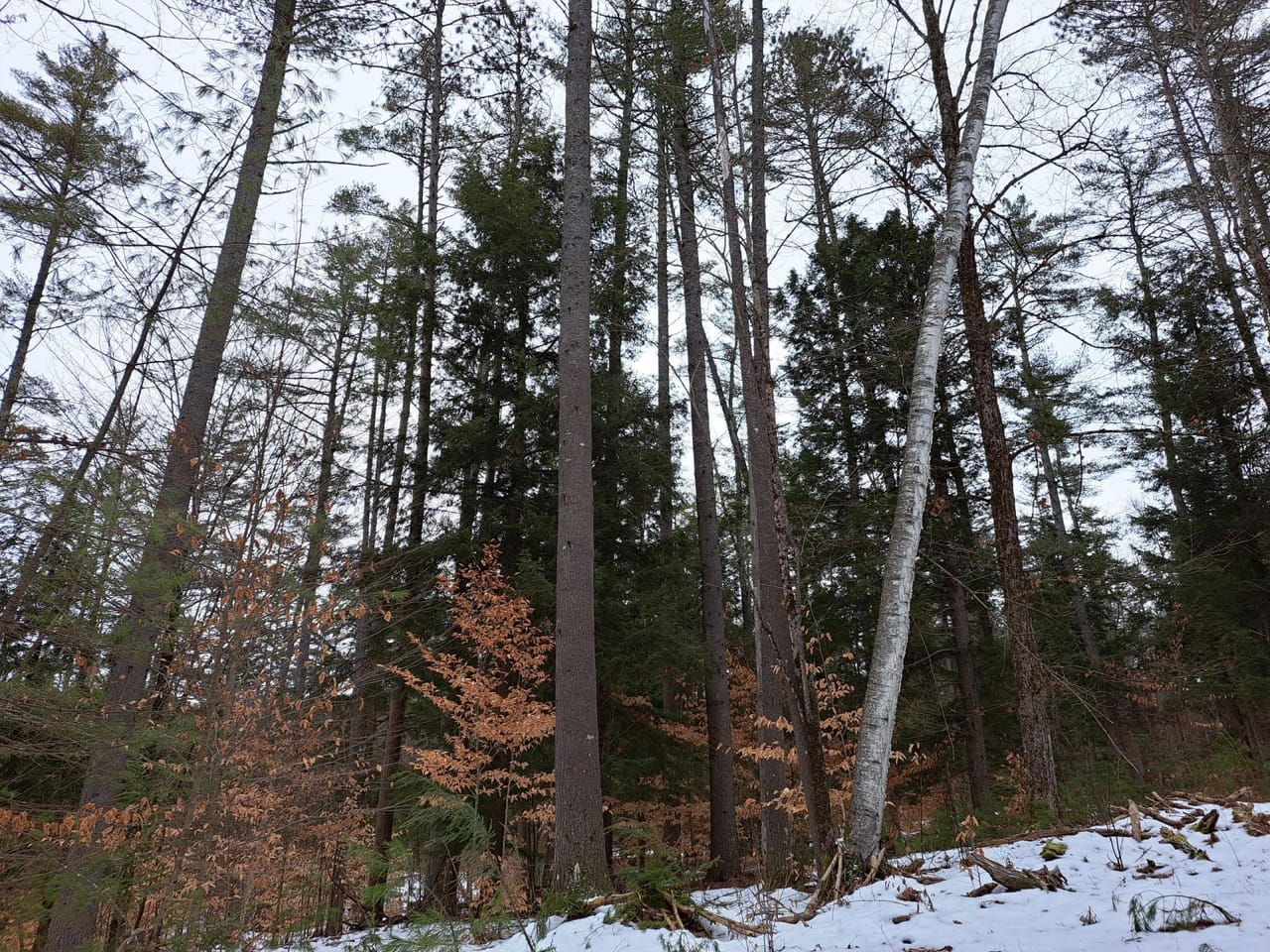 Hudson River Woodlot