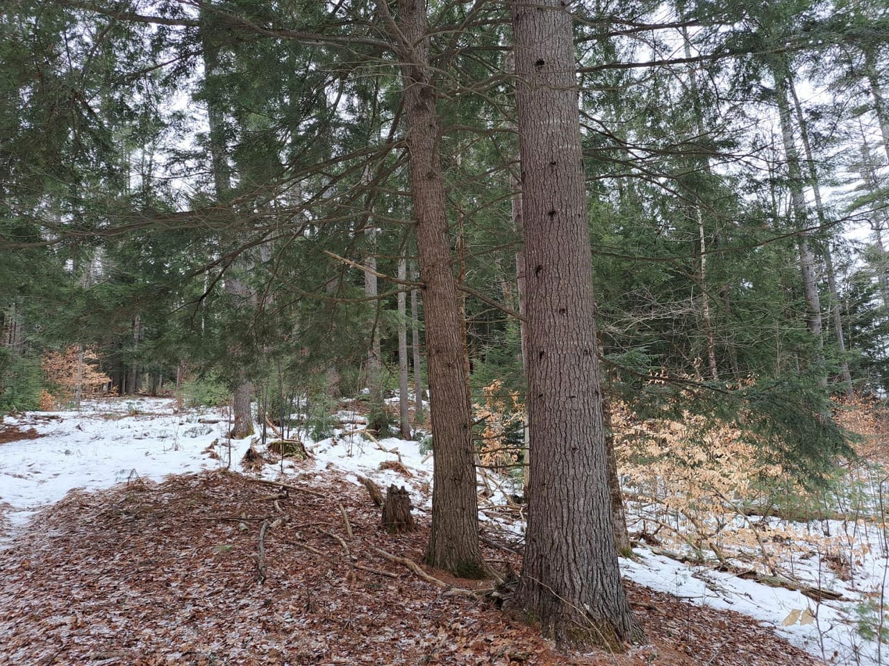 Hudson River Woodlot