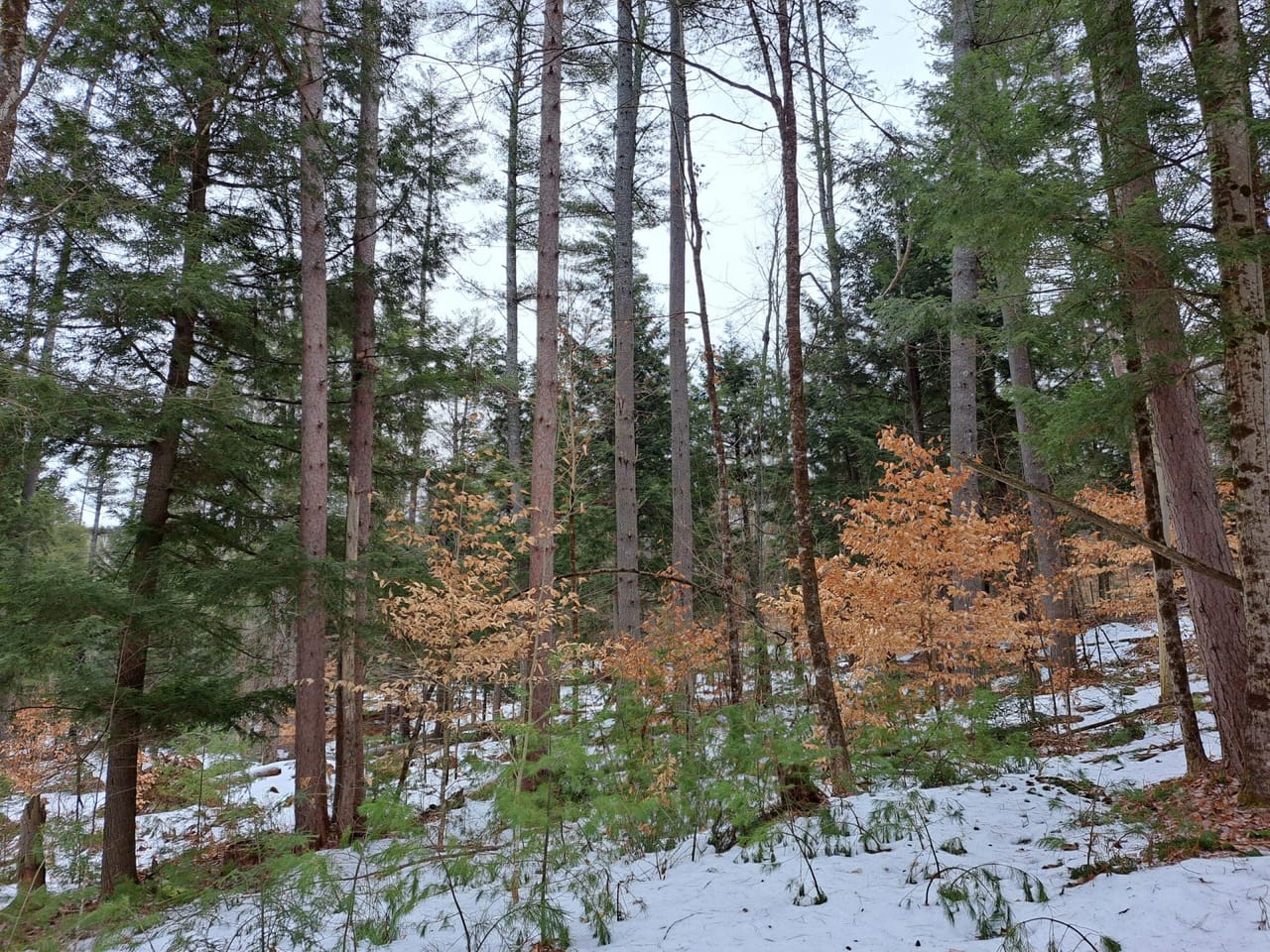Hudson River Woodlot