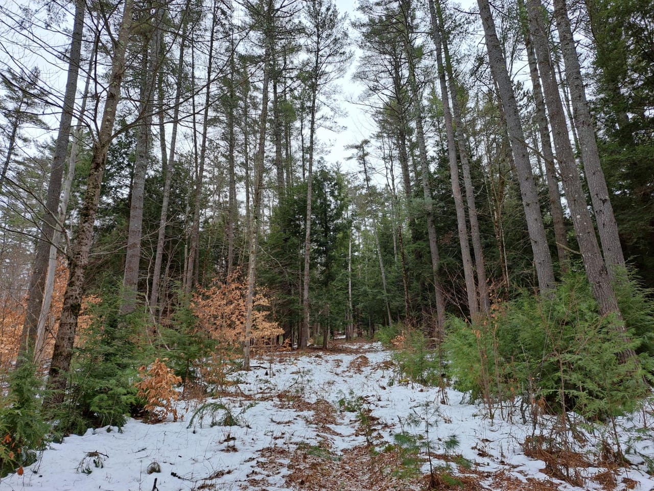 Hudson River Woodlot