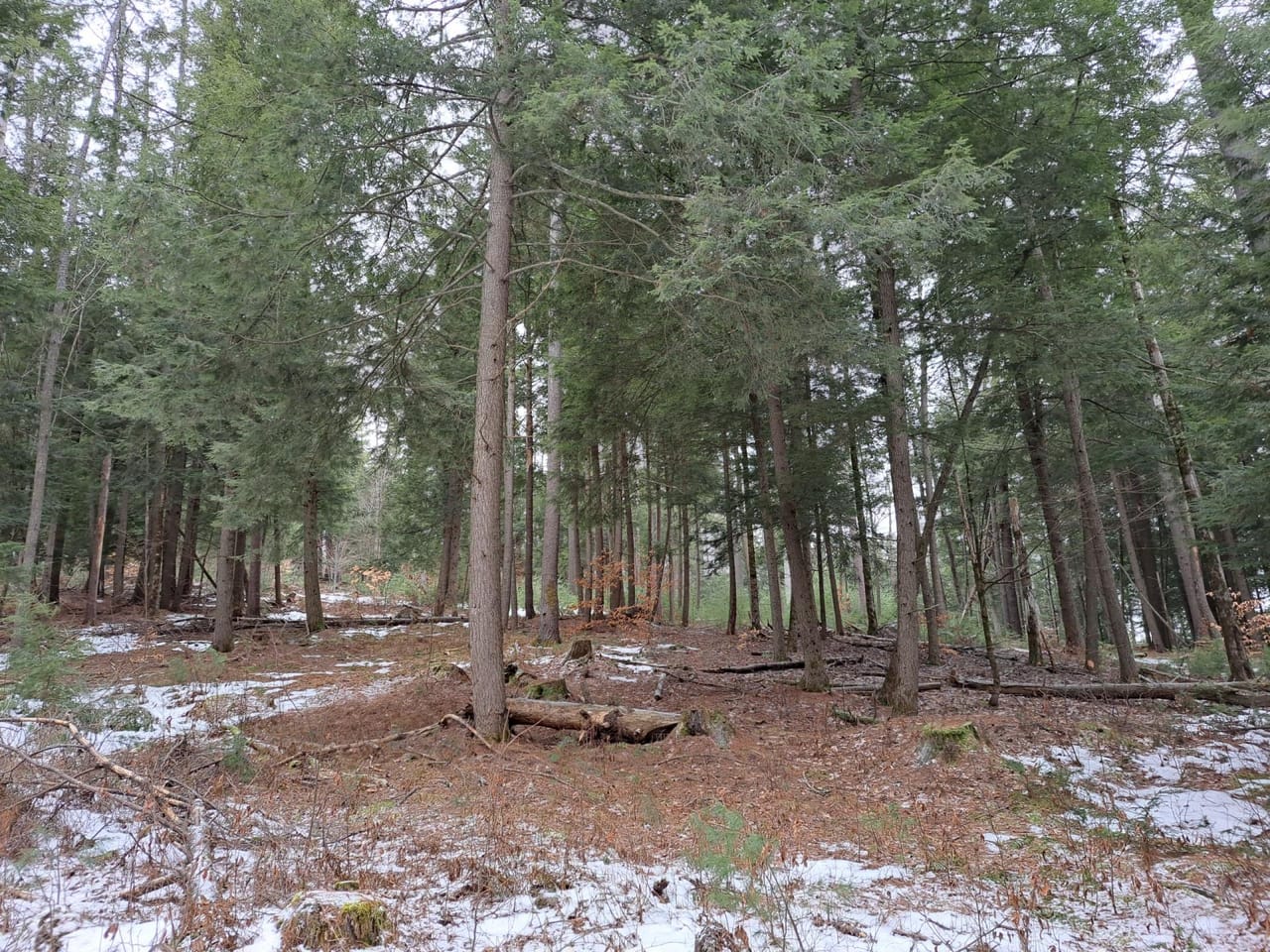 Hudson River Woodlot