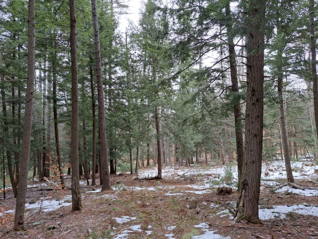 Hudson River Woodlot