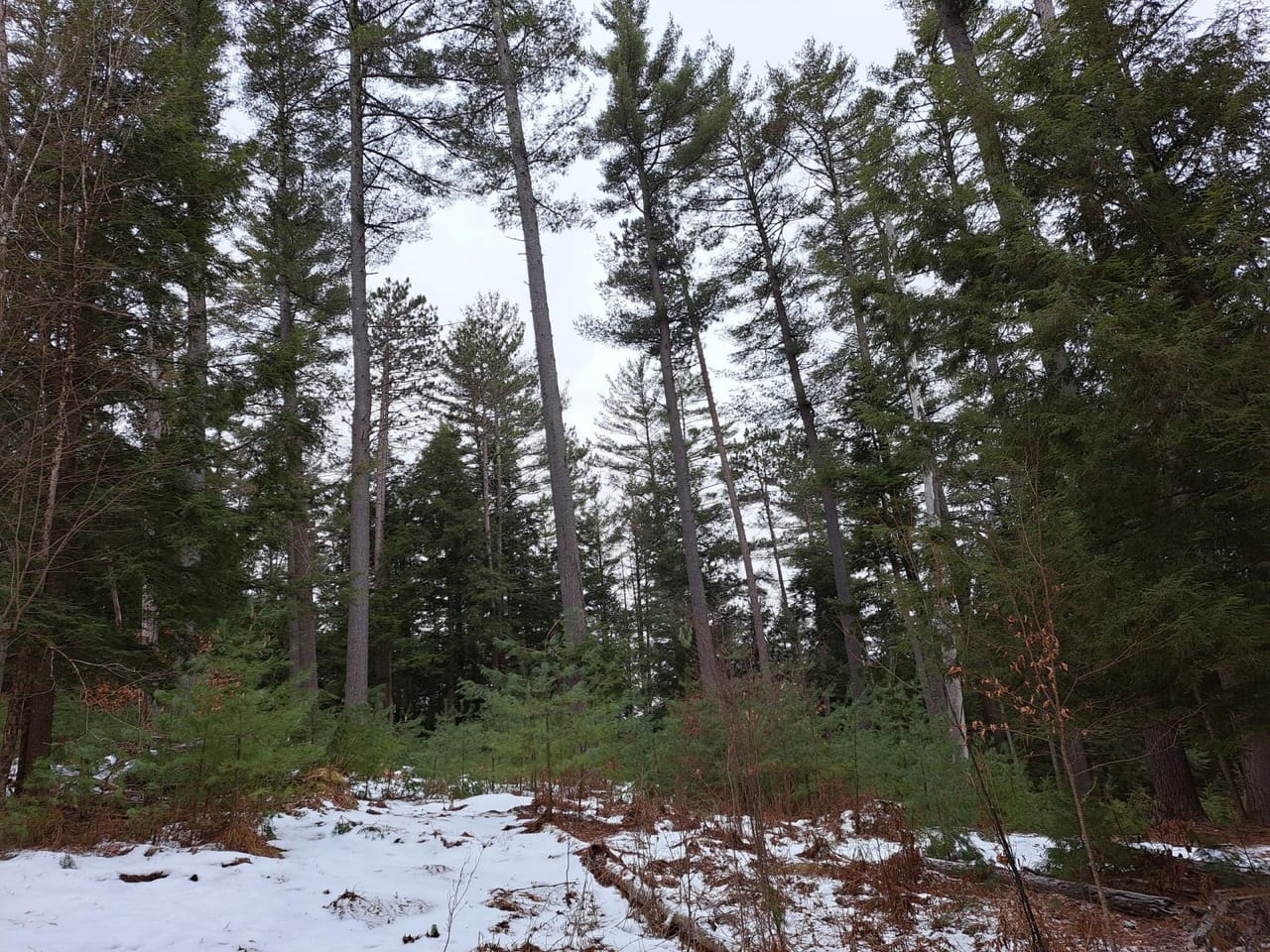 Hudson River Woodlot