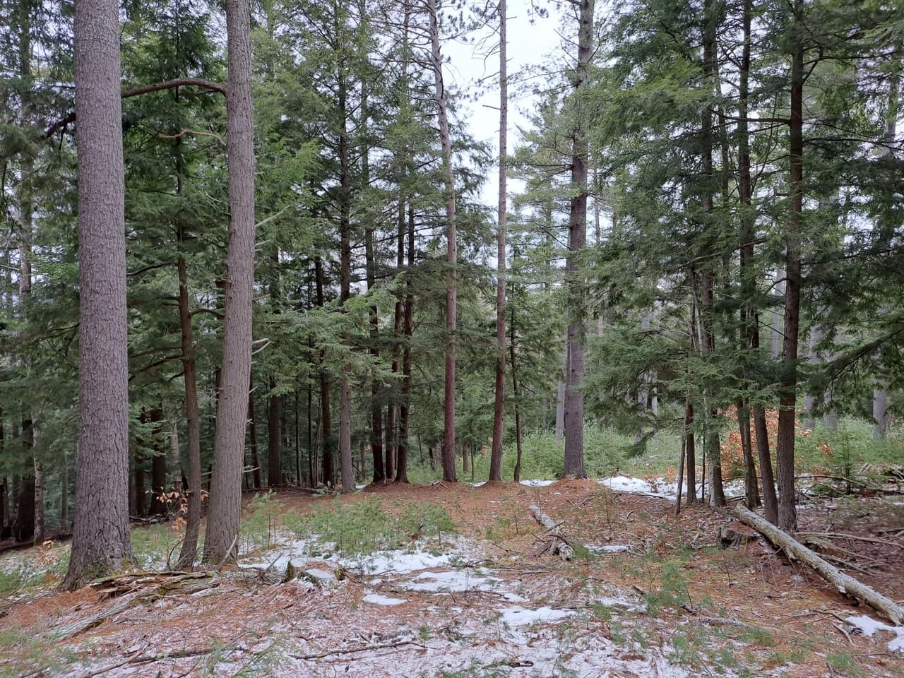 Hudson River Woodlot