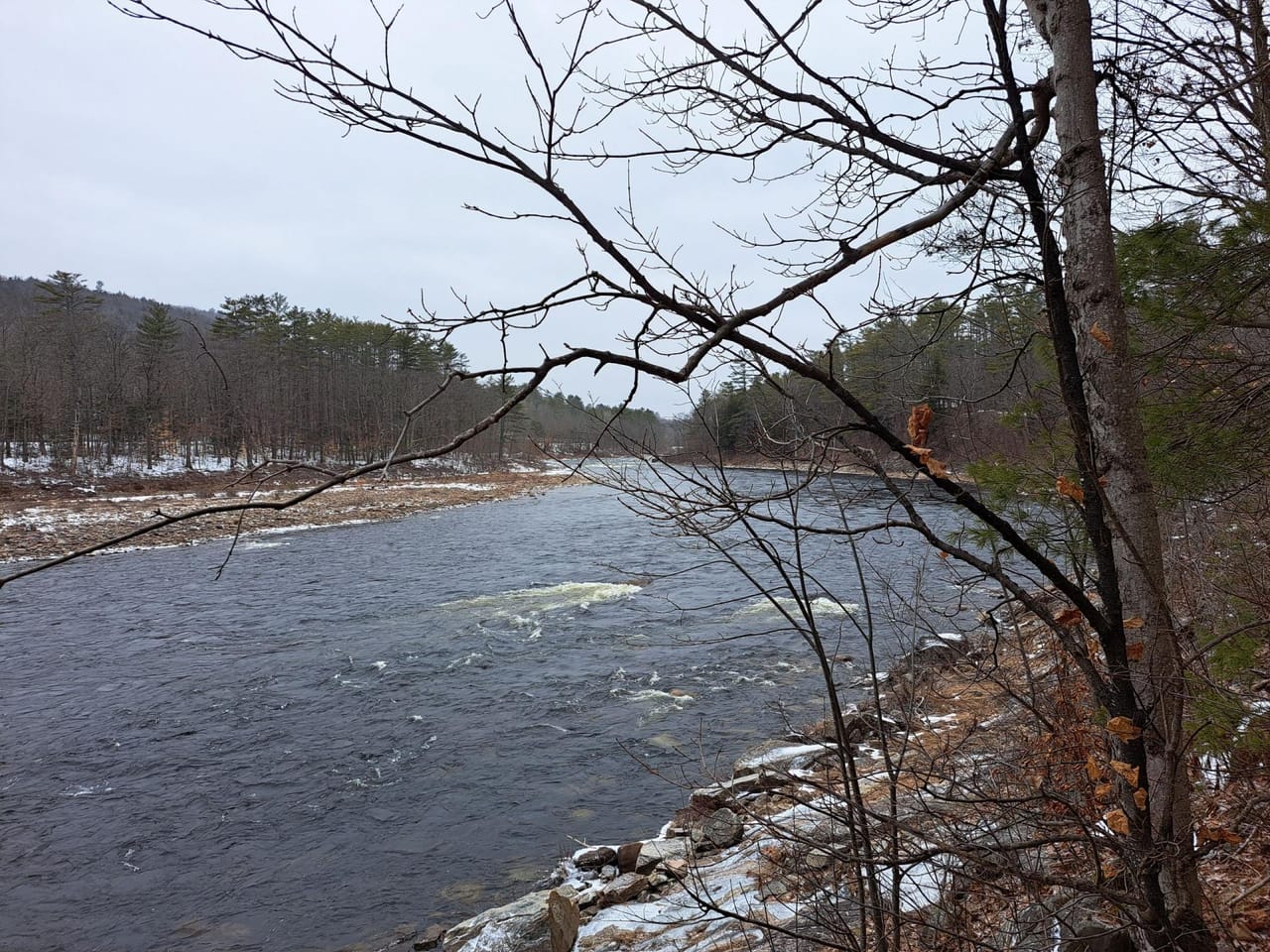 Hudson River Woodlot
