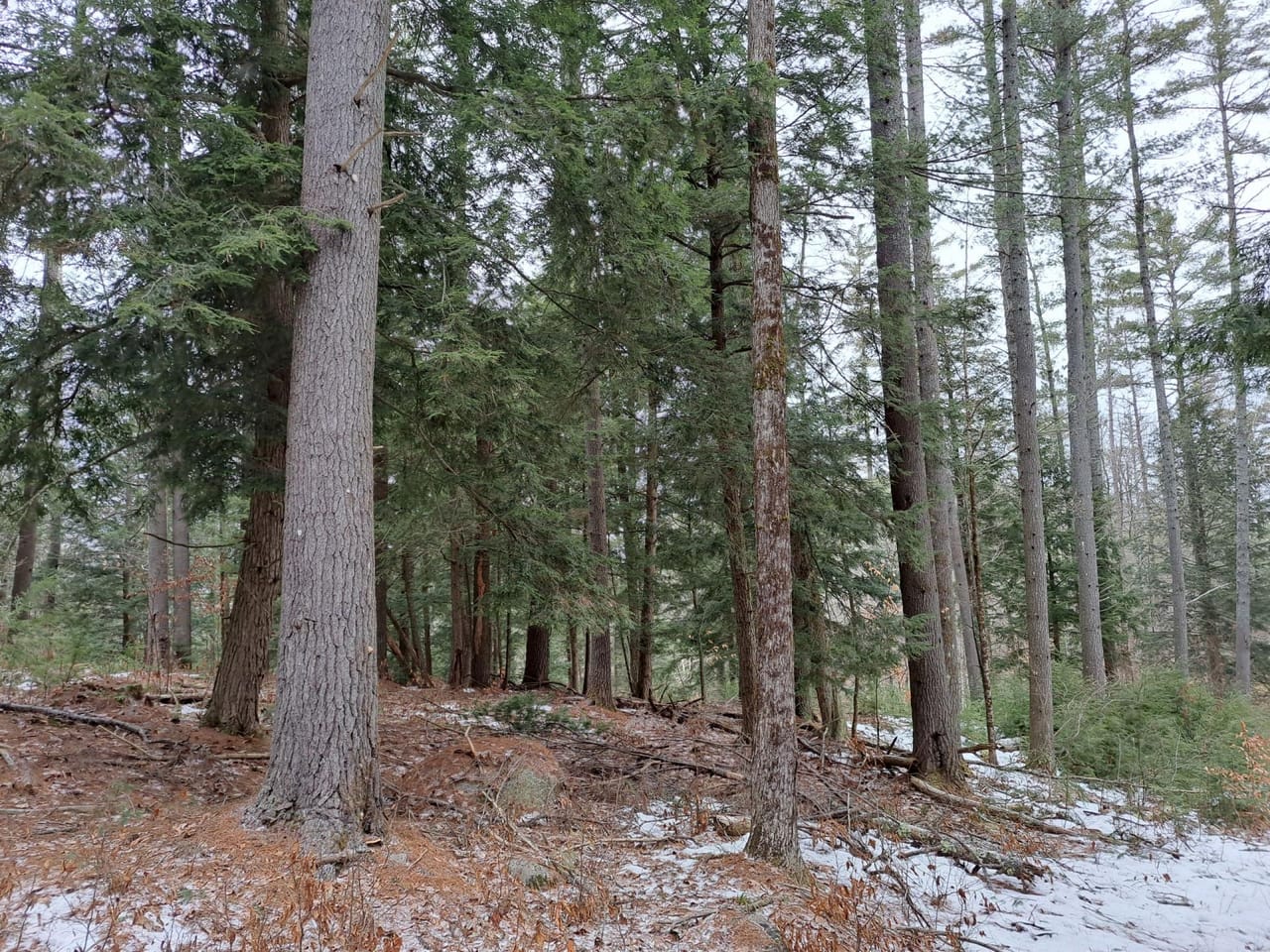 Hudson River Woodlot