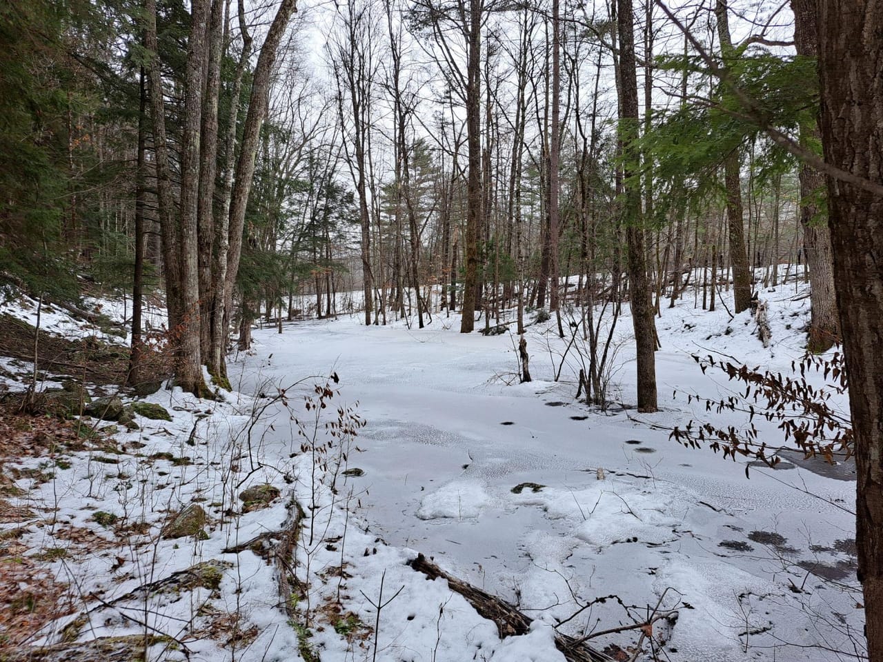 Hudson River Woodlot
