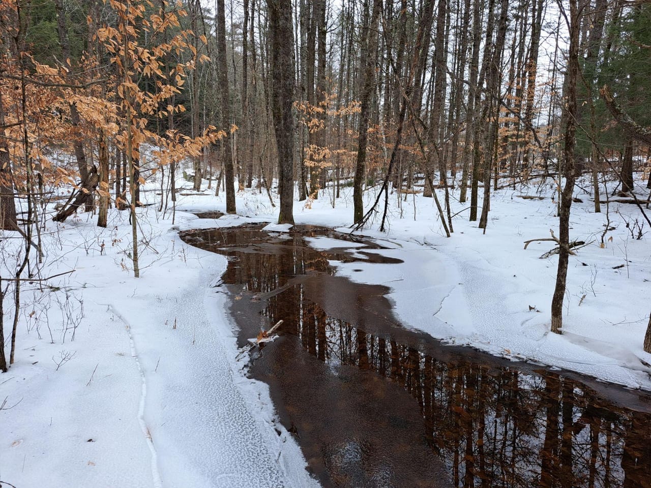 Hudson River Woodlot