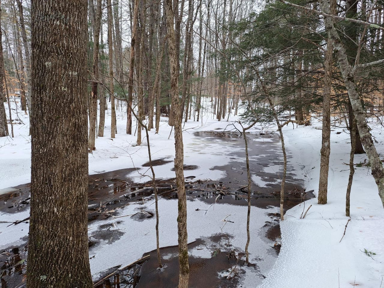 Hudson River Woodlot