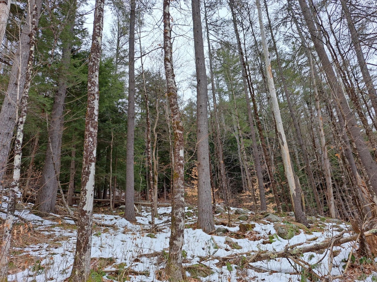 Hudson River Woodlot