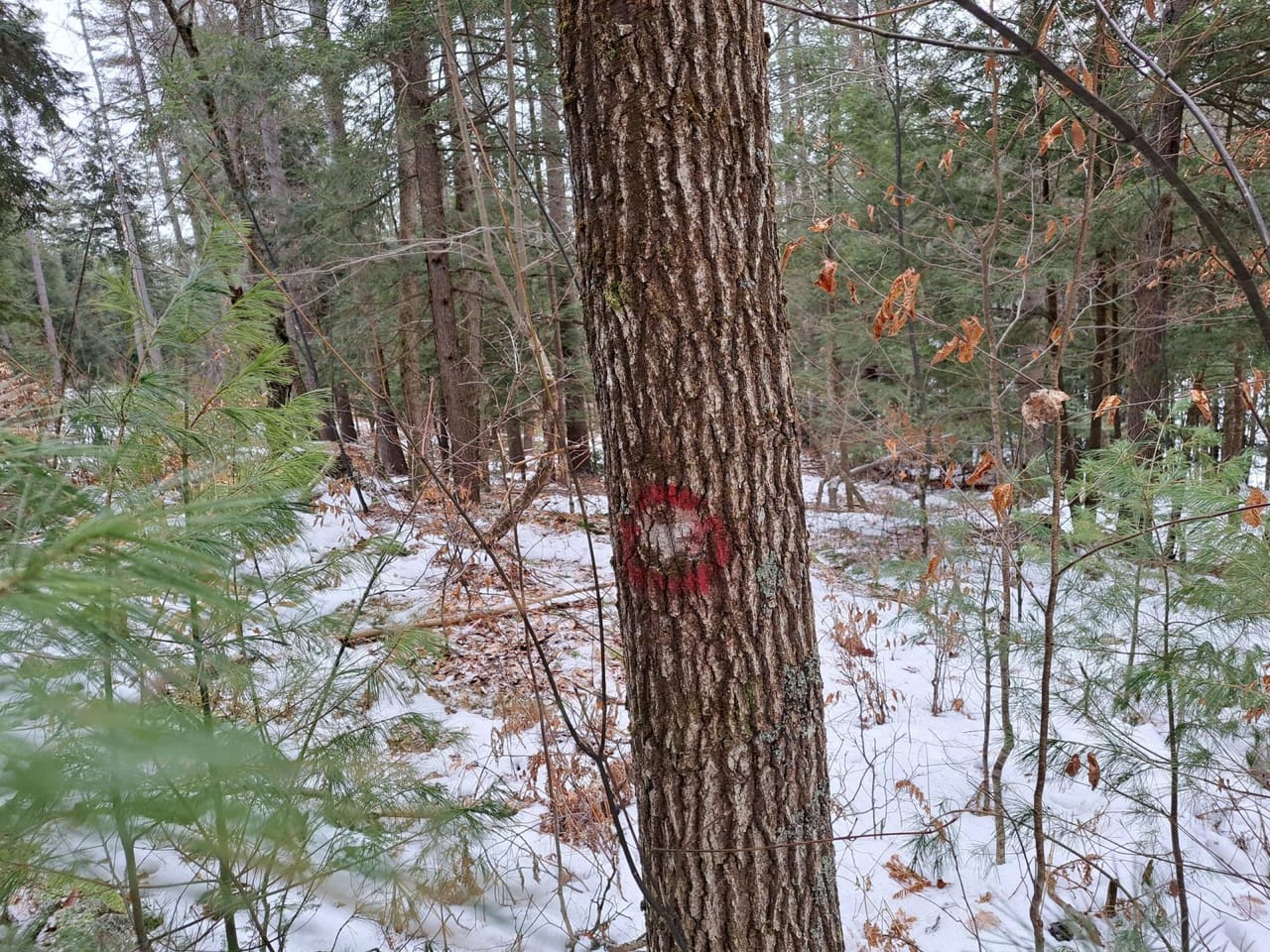 Hudson River Woodlot