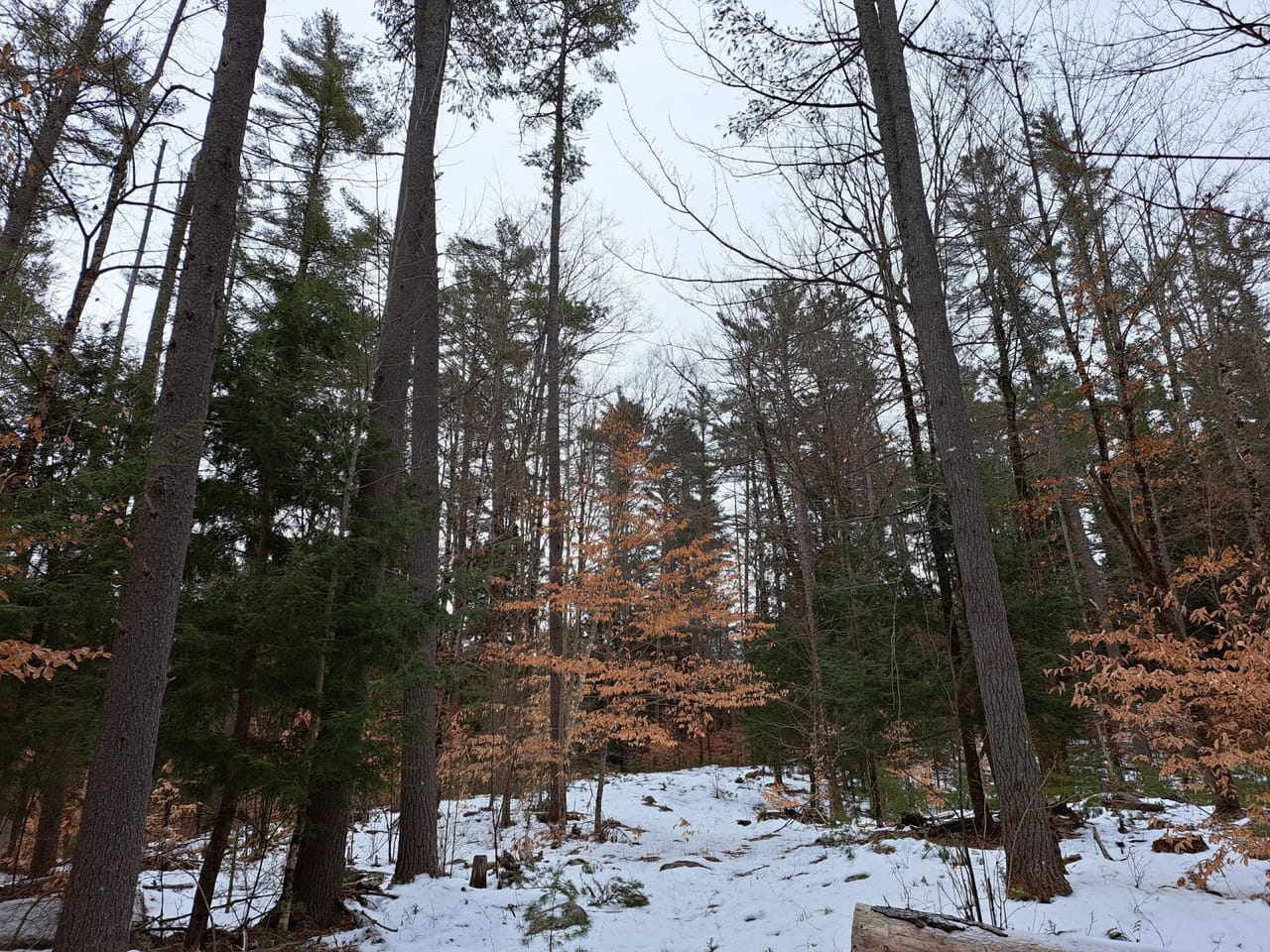 Hudson River Woodlot