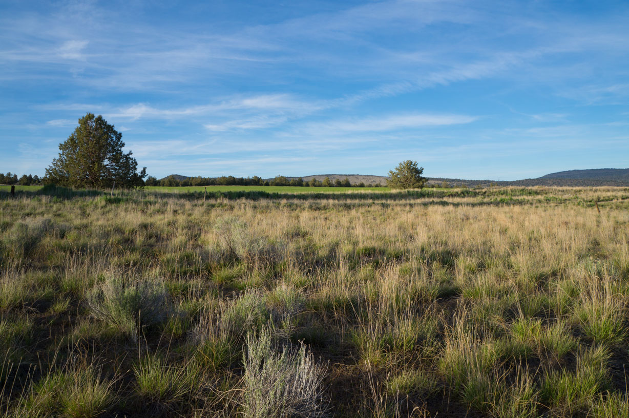 ORGANIC CROPLAND WITH POTENTIAL HOME SITE