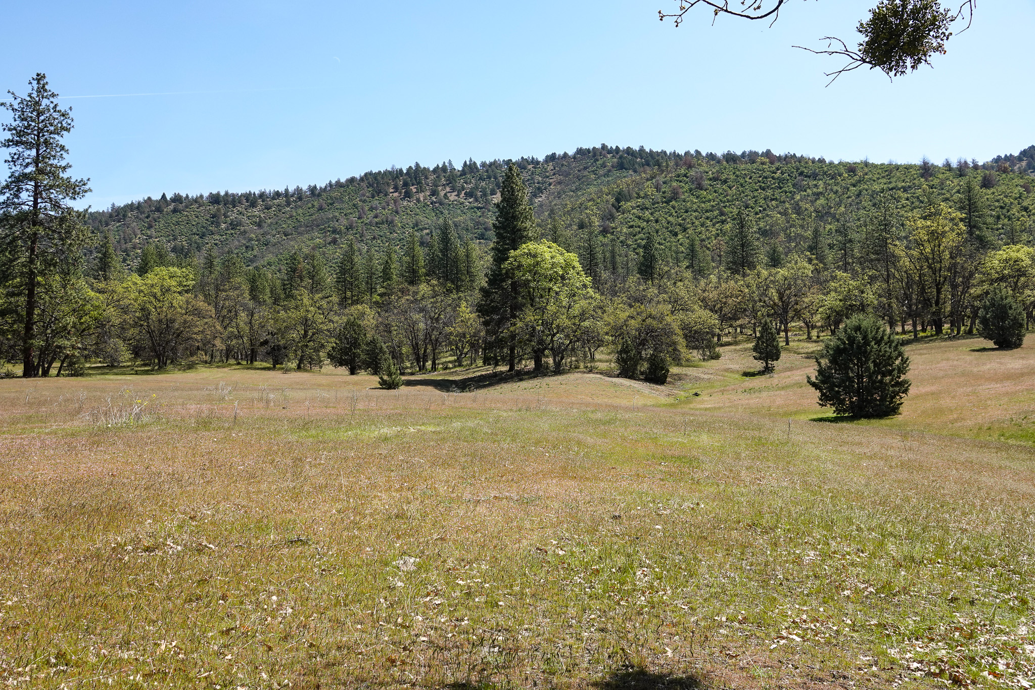 Scarface Acreage