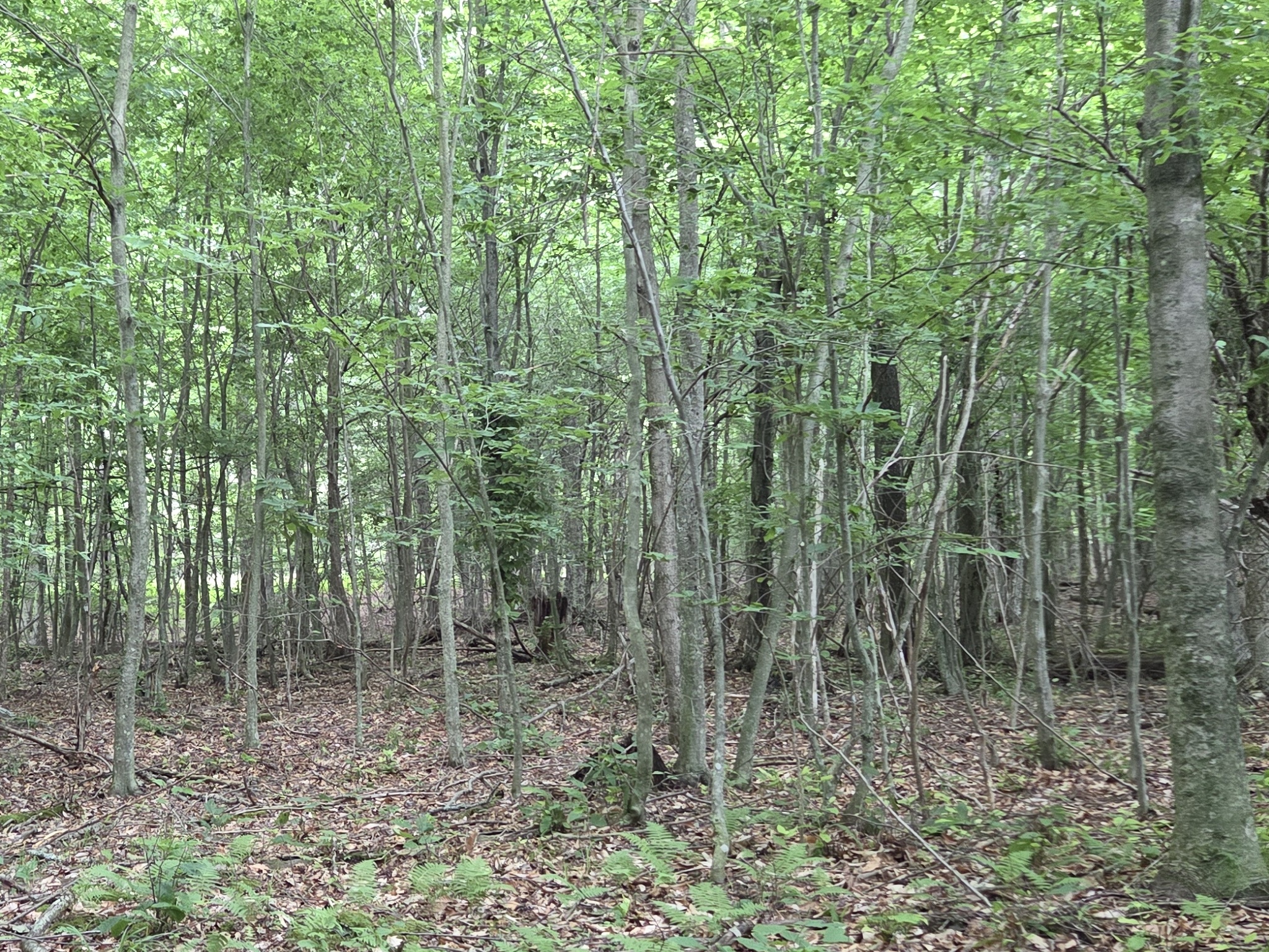 Listing Image 49