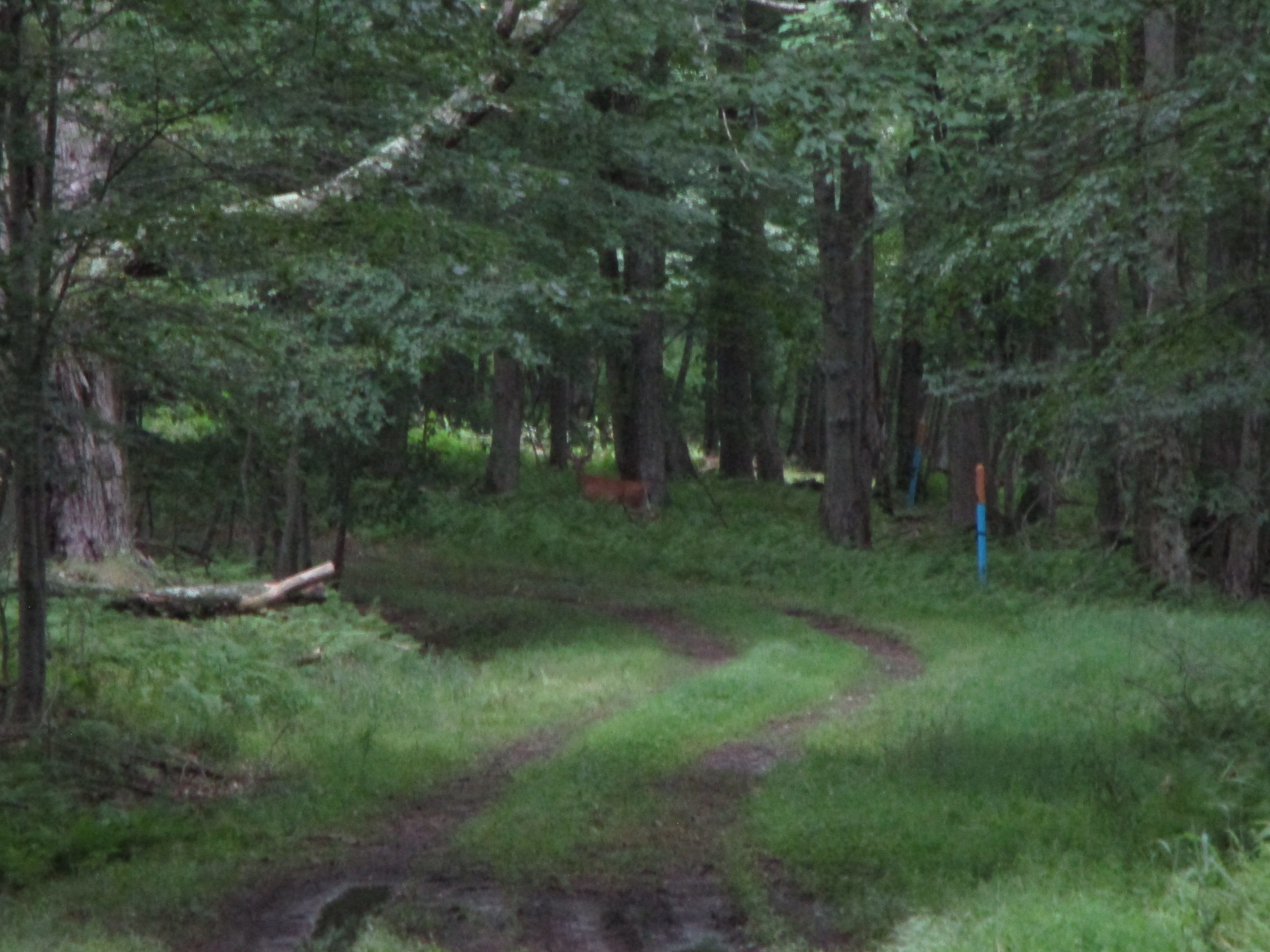 Listing Image 44