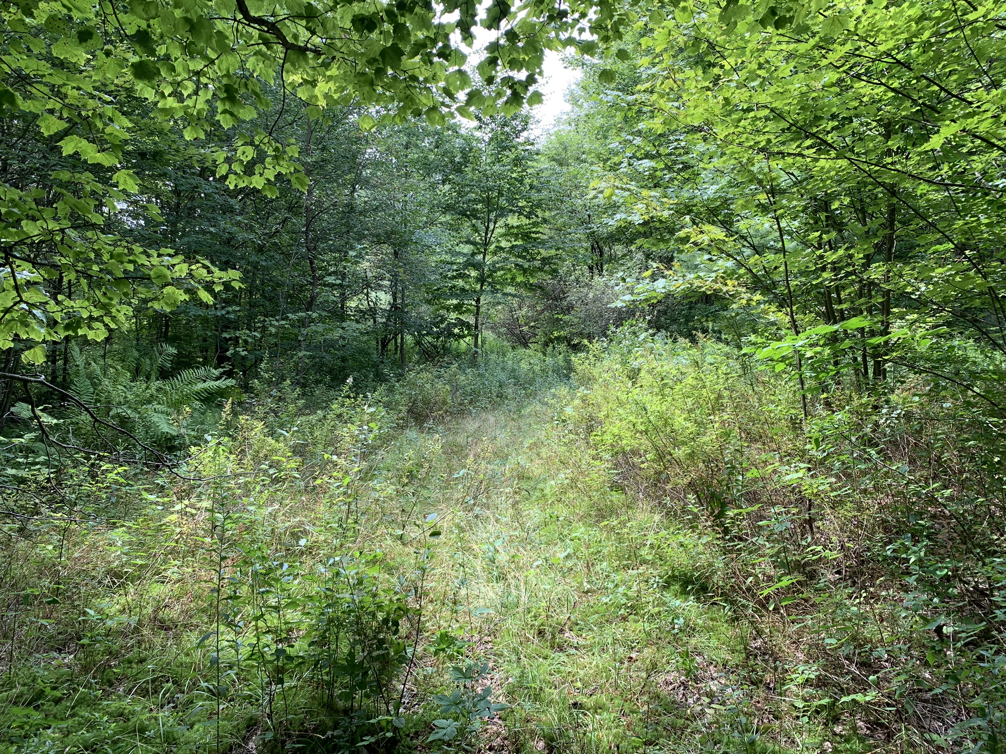Lyman Brook Forest