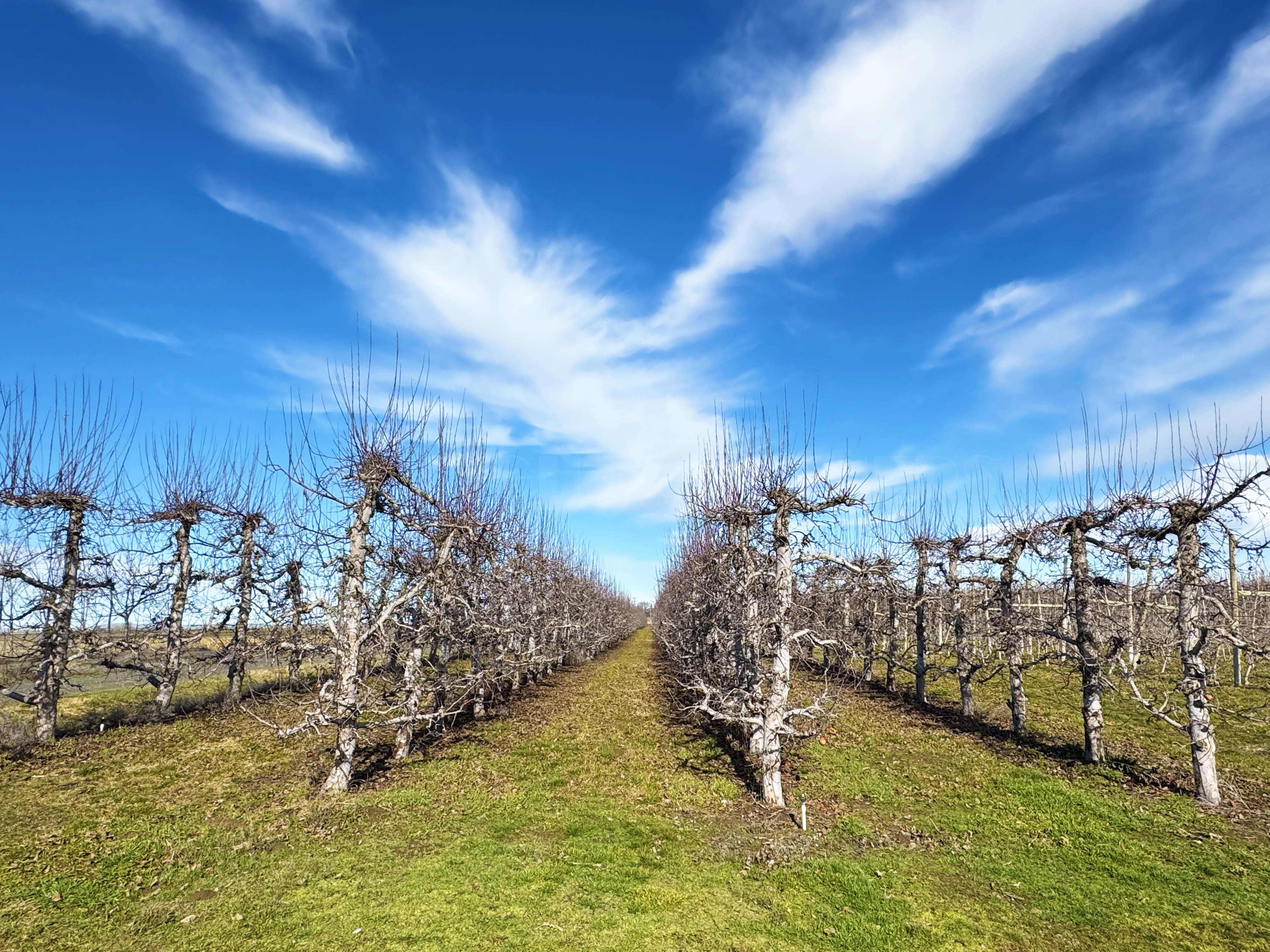 Best Price in County for Productive Orchard