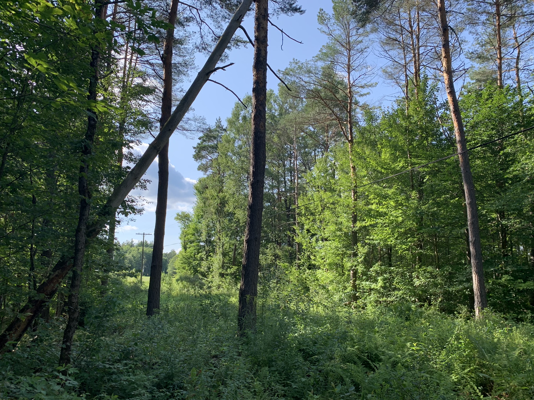 Middle Branch of the Oswegatchie
