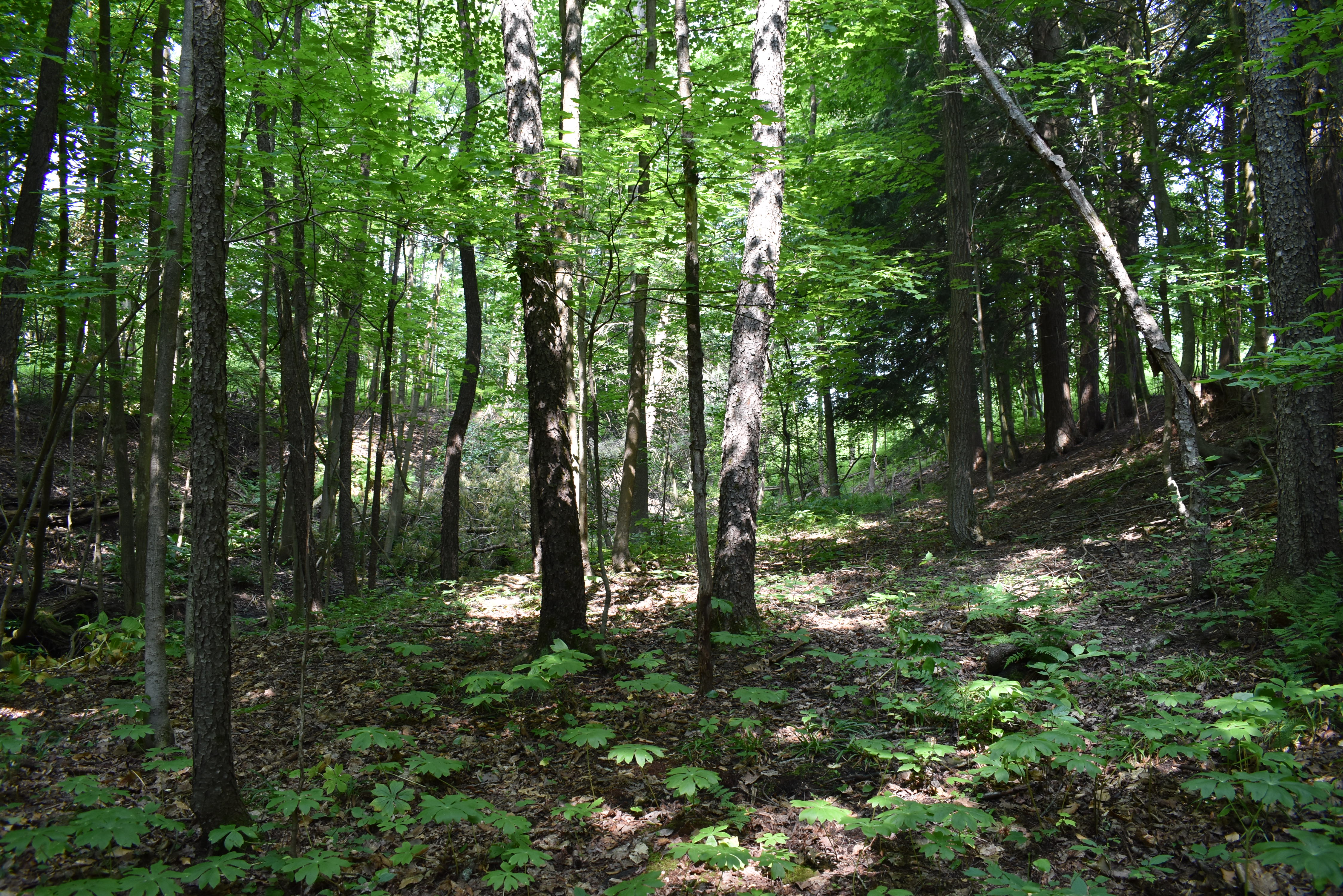 Listing Image 18
