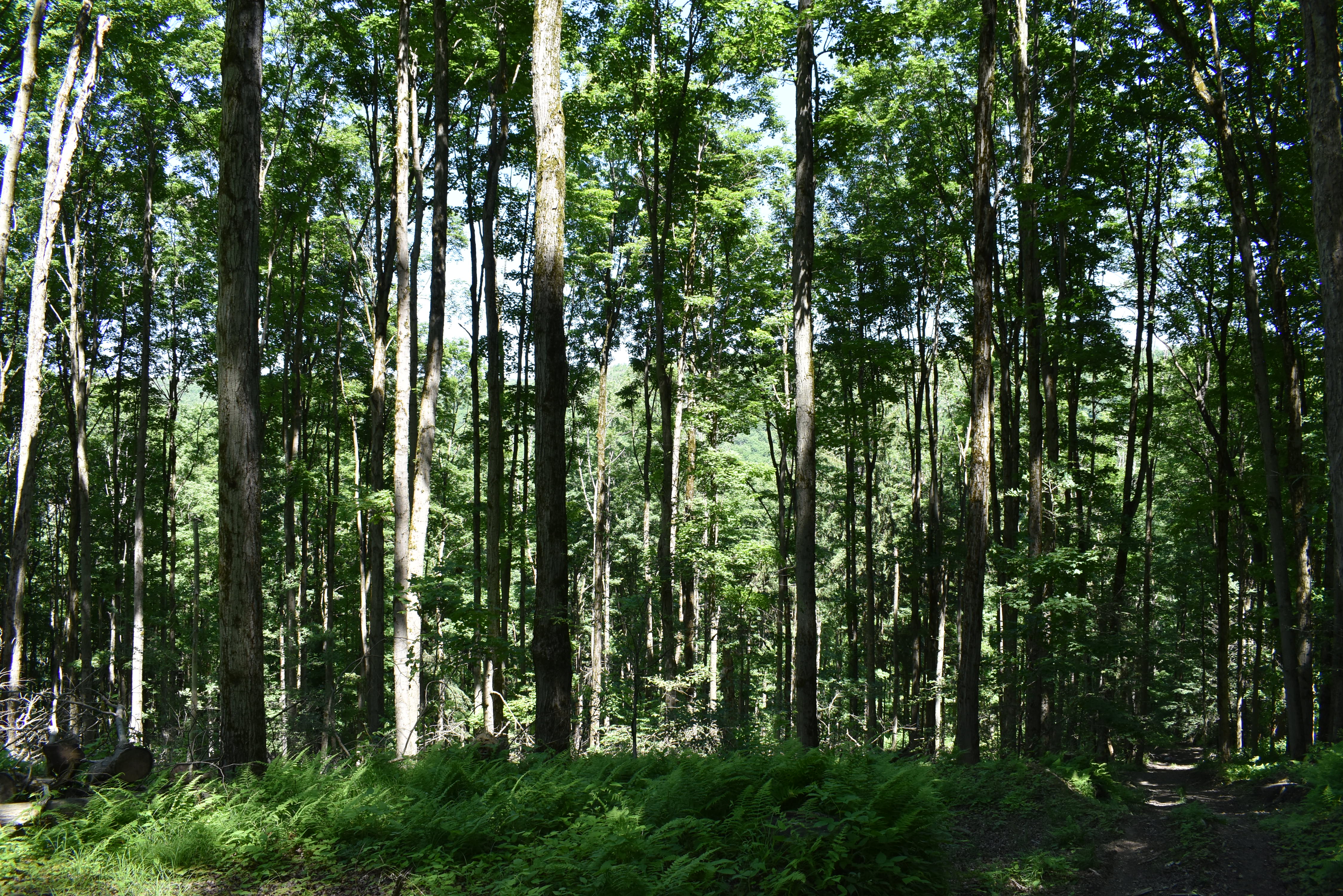 Fabulous Farrington Hollow