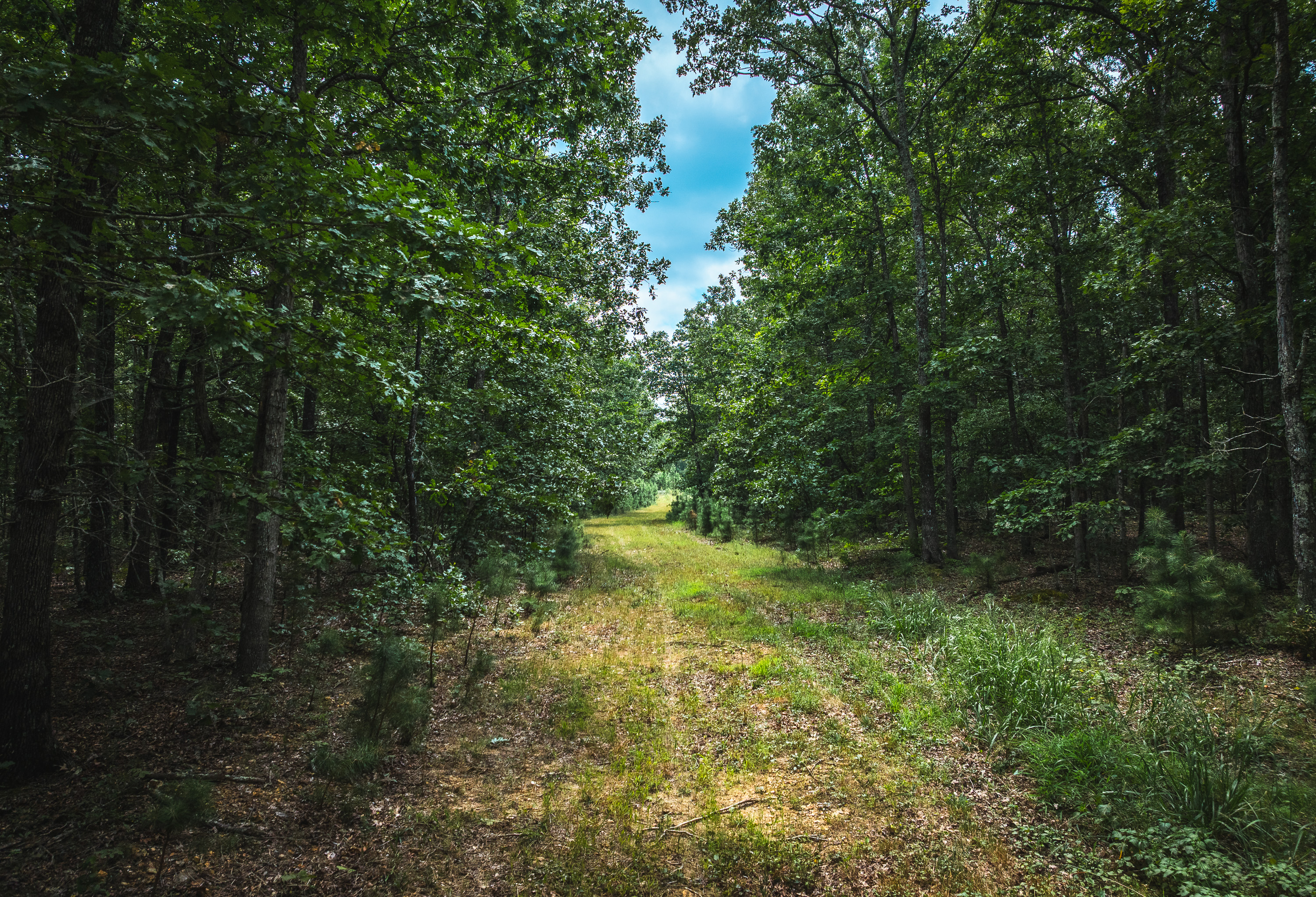 Black Bear Pines