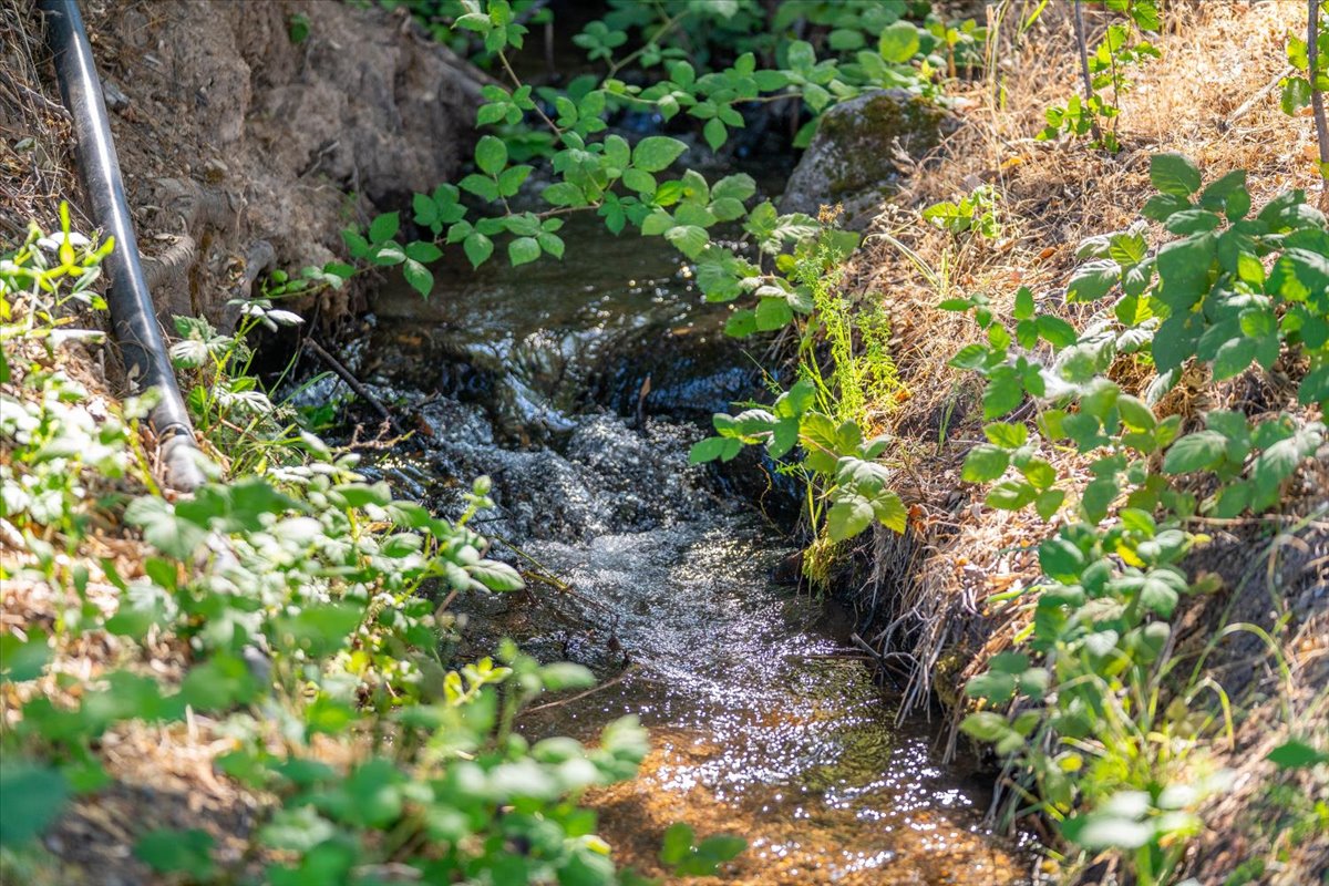 Alger Vineyards and More