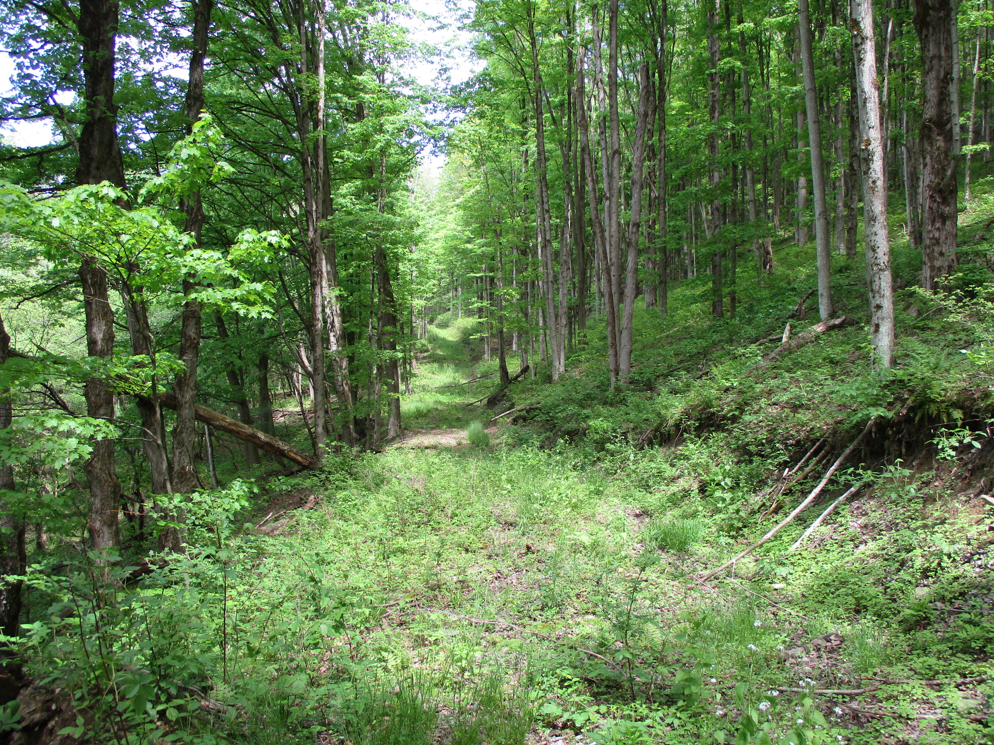 Legacy Land and Cabin