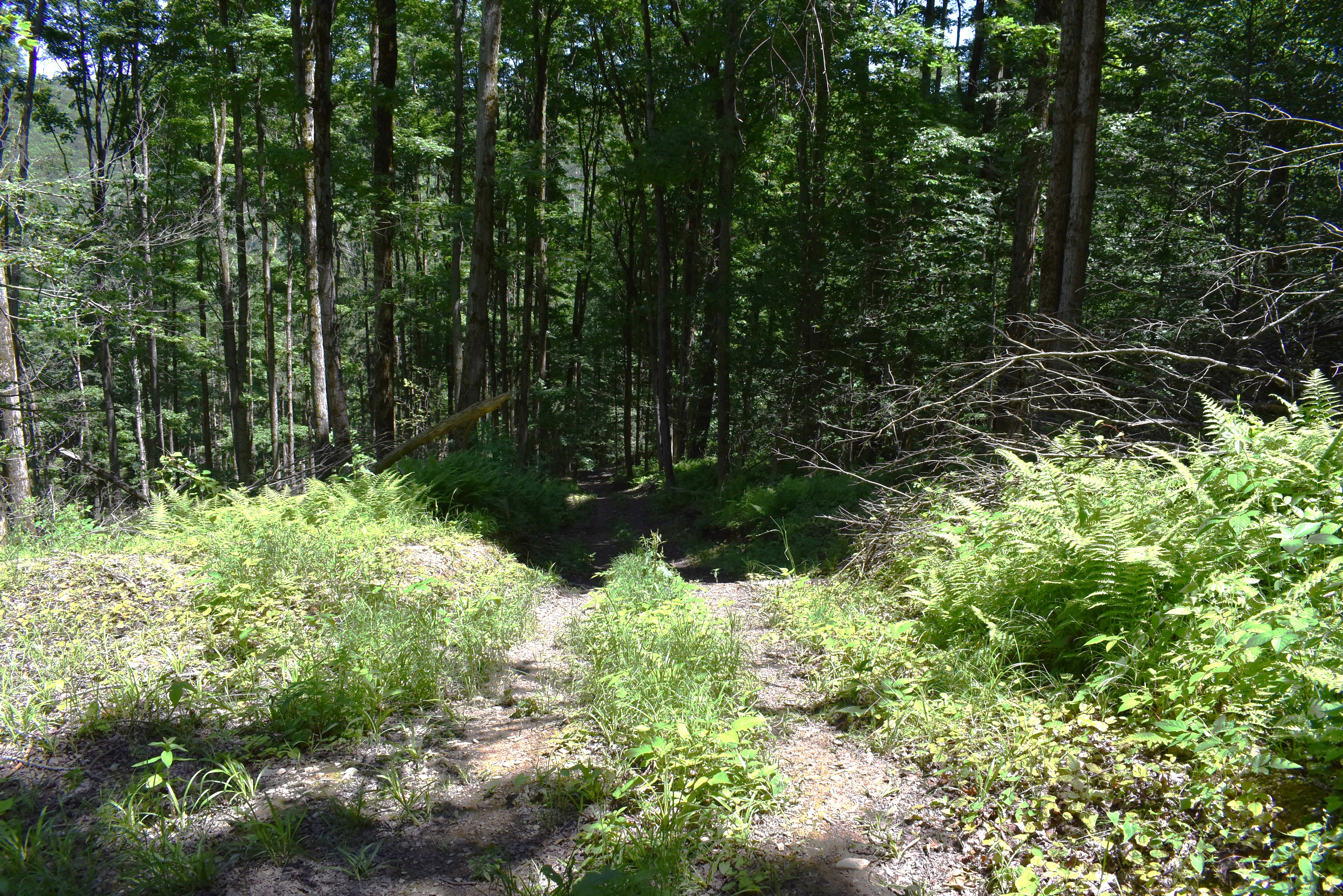 Fabulous Farrington Hollow