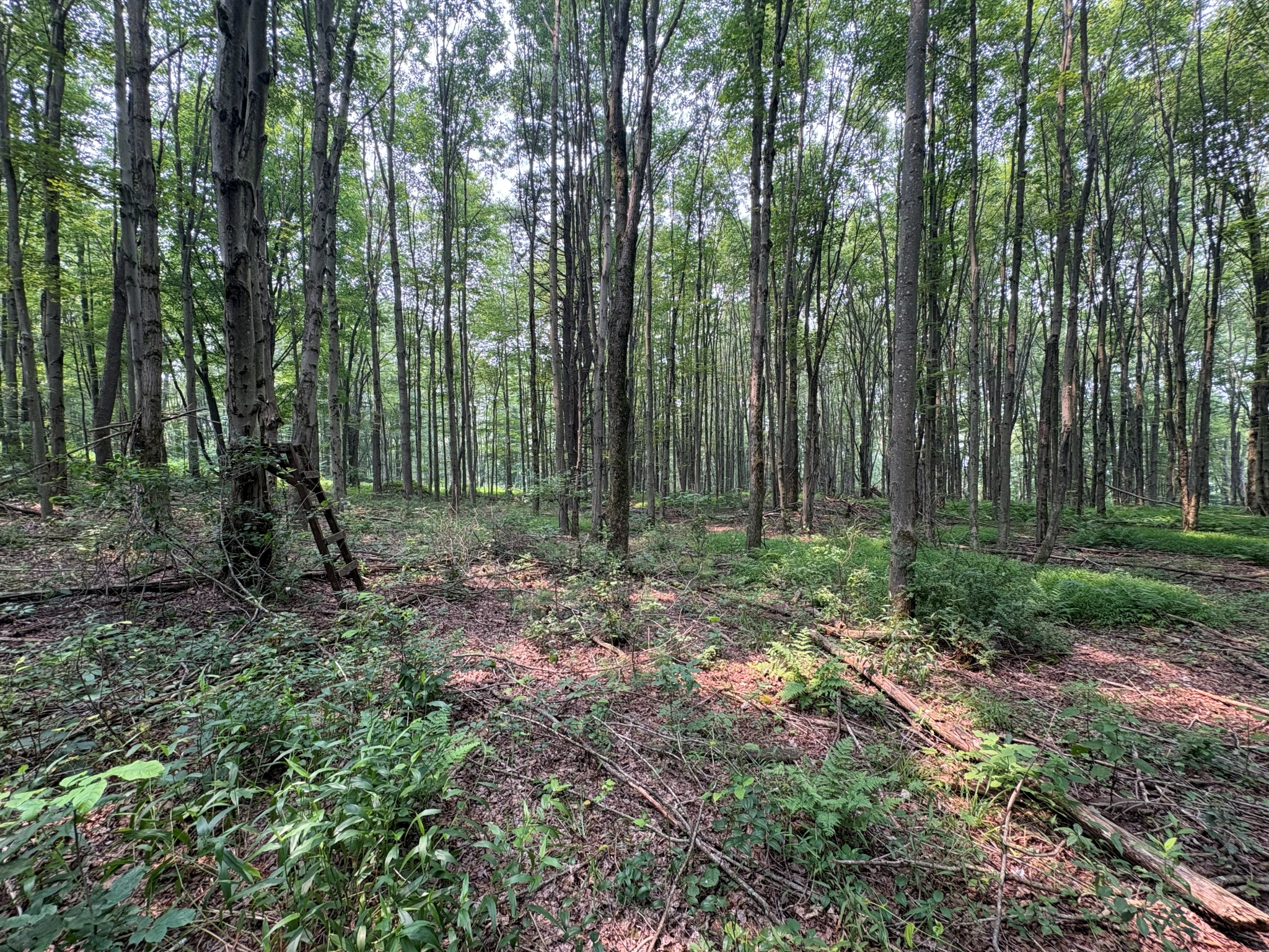 Listing Image 52
