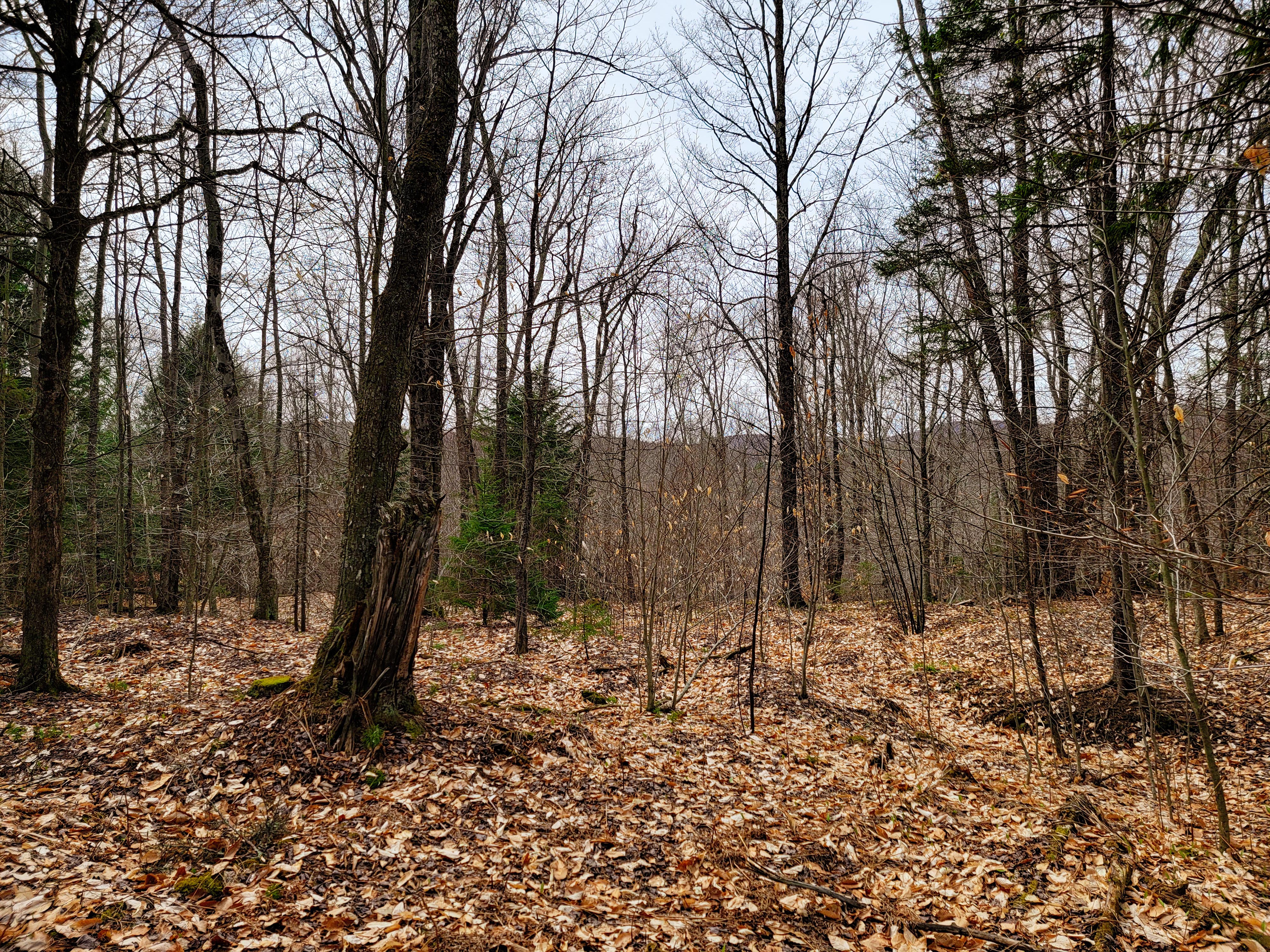 Listing Image 52