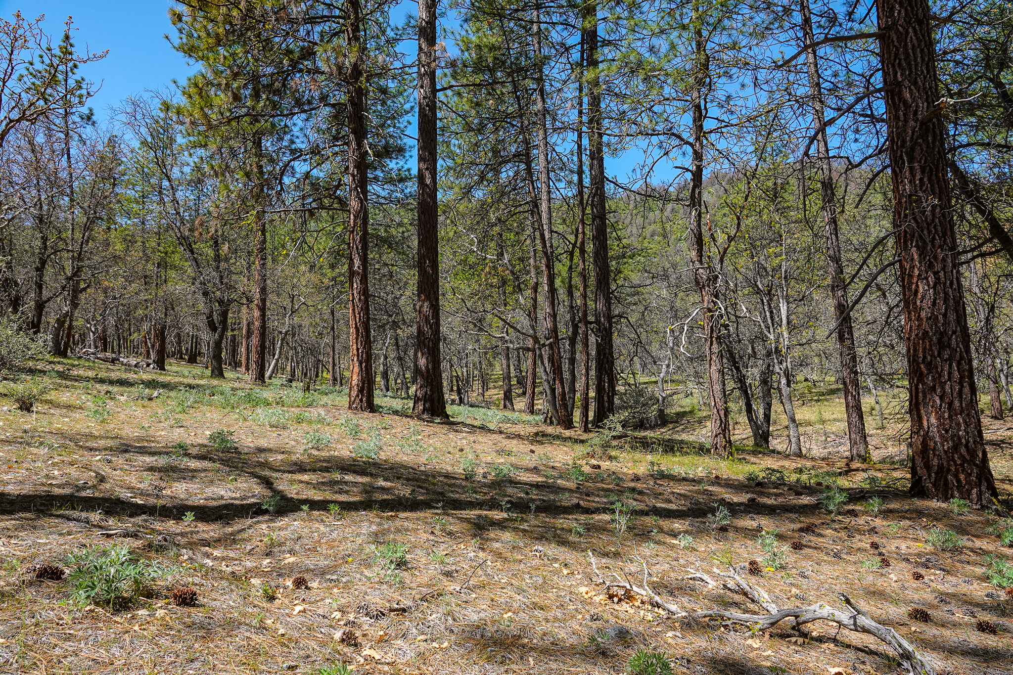 East Road Ragland Gulch Acreage