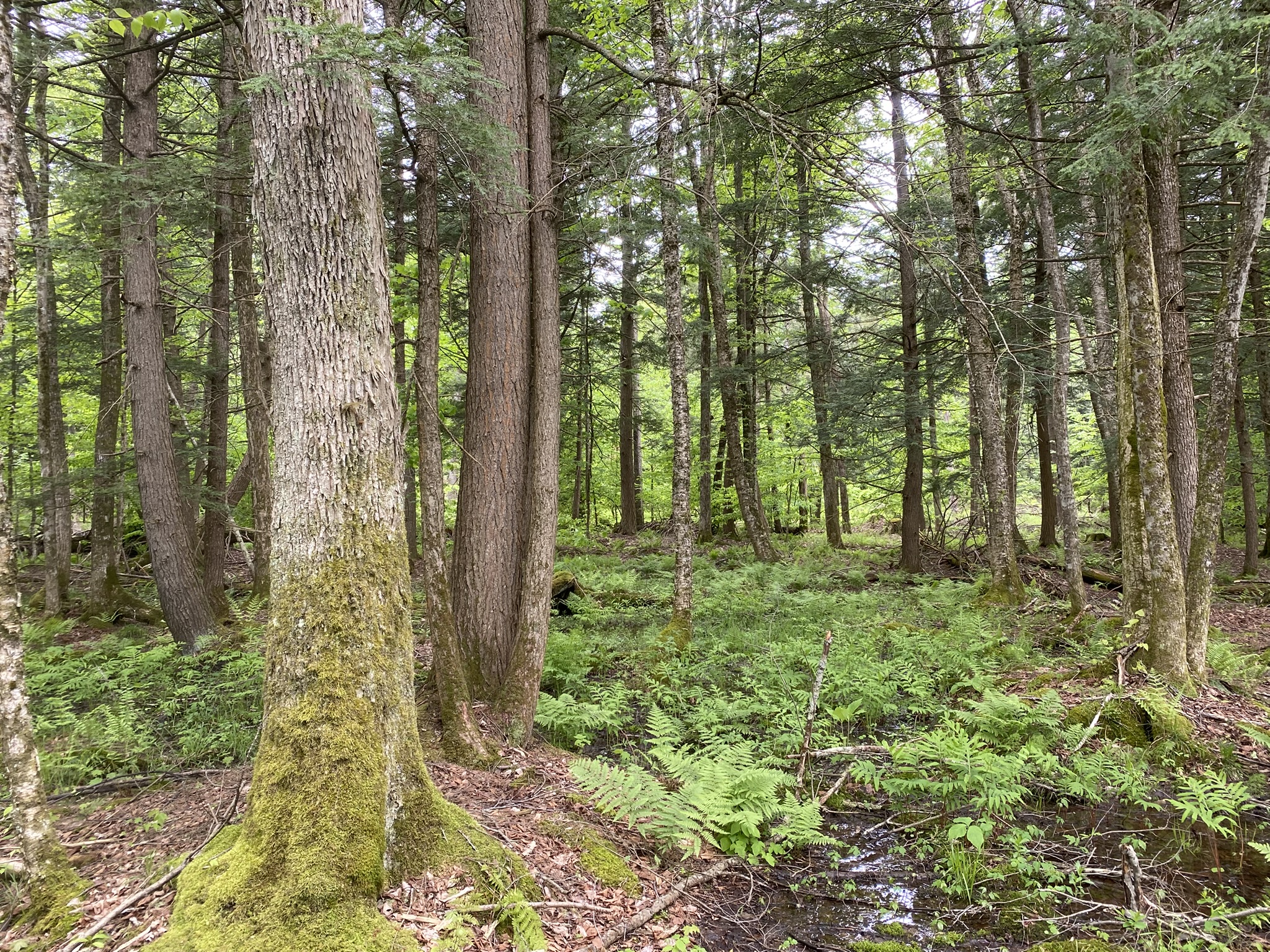 Little Salmon River Country