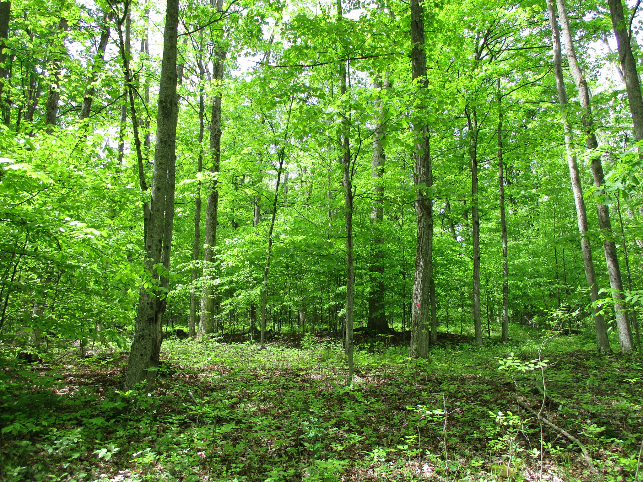 Legacy Land and Cabin