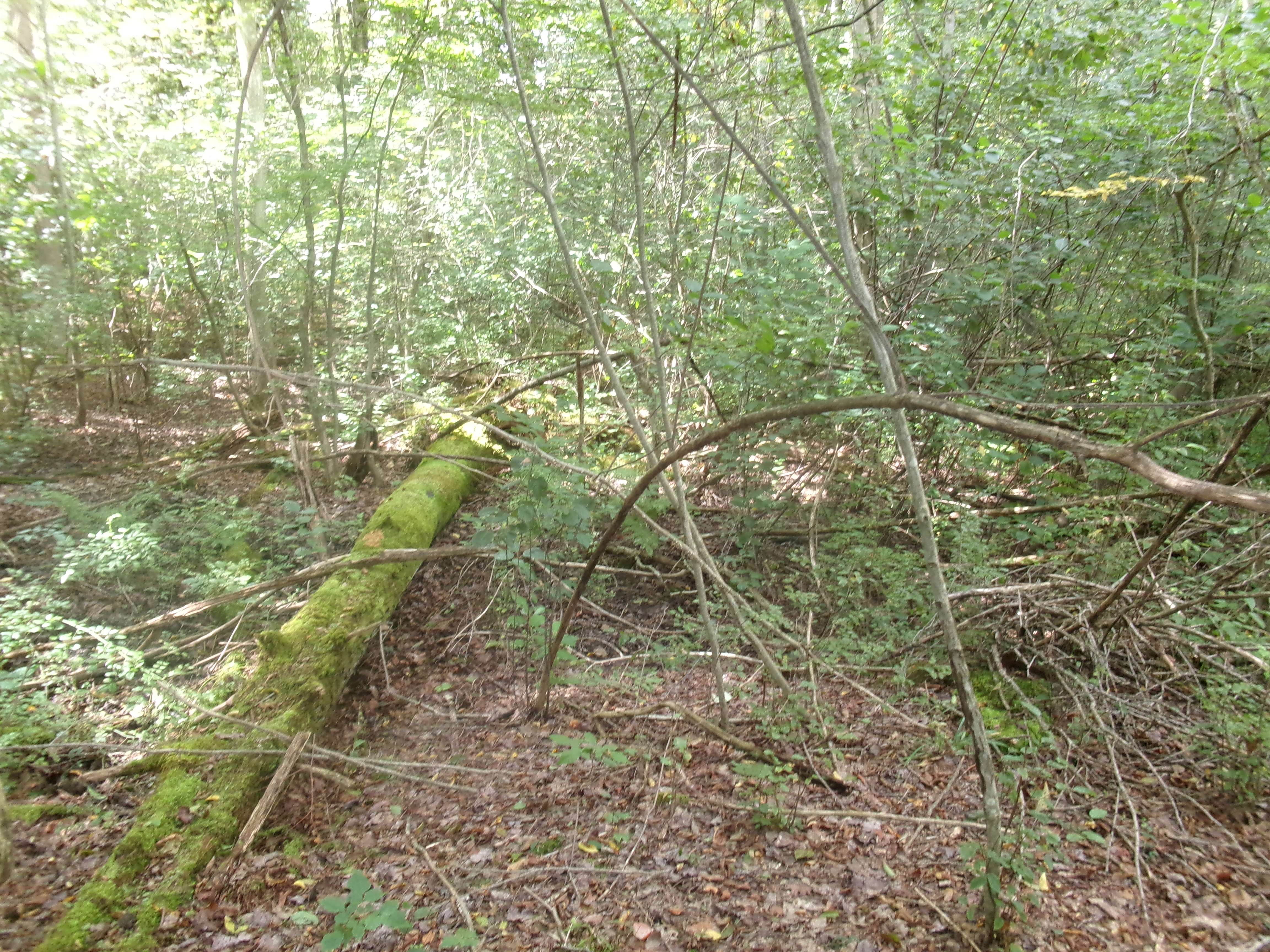 Listing Image 18