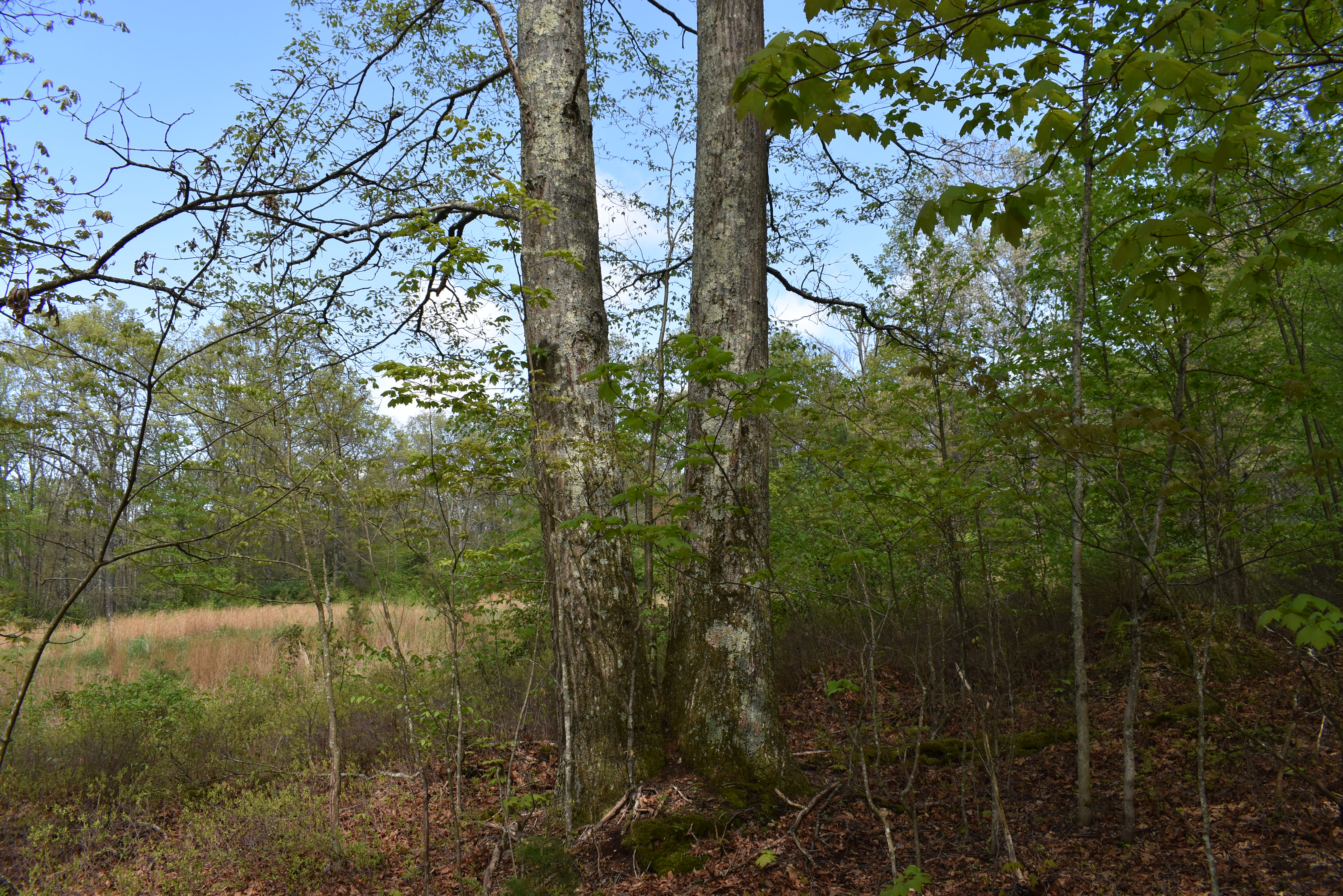 Grugan Hollow