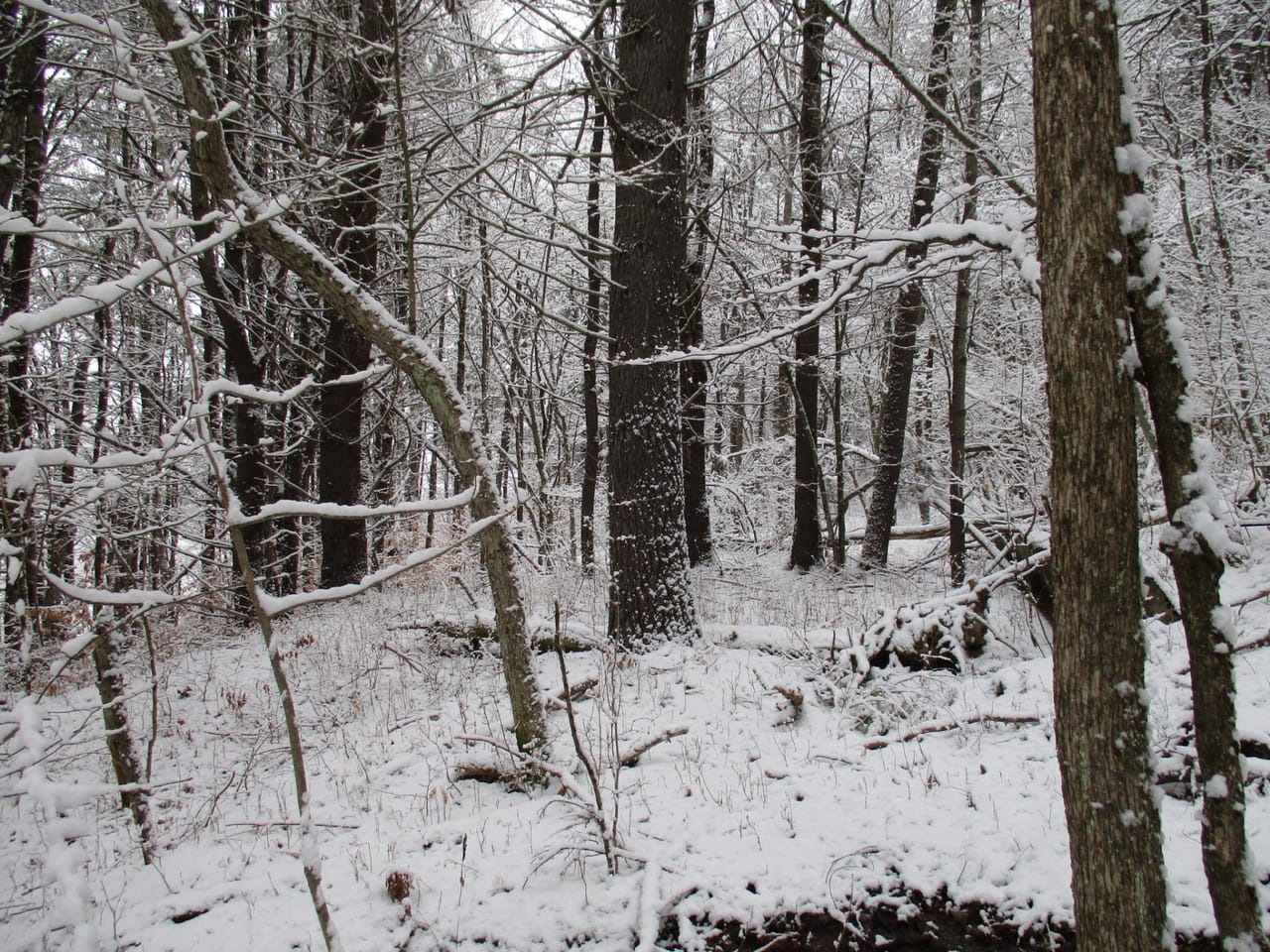 Stone Dam Hunting Camp