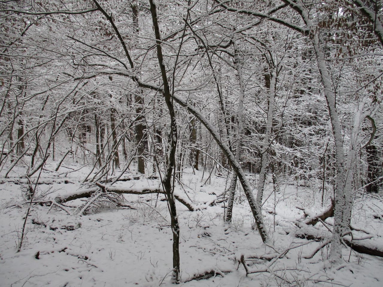 Stone Dam Hunting Camp