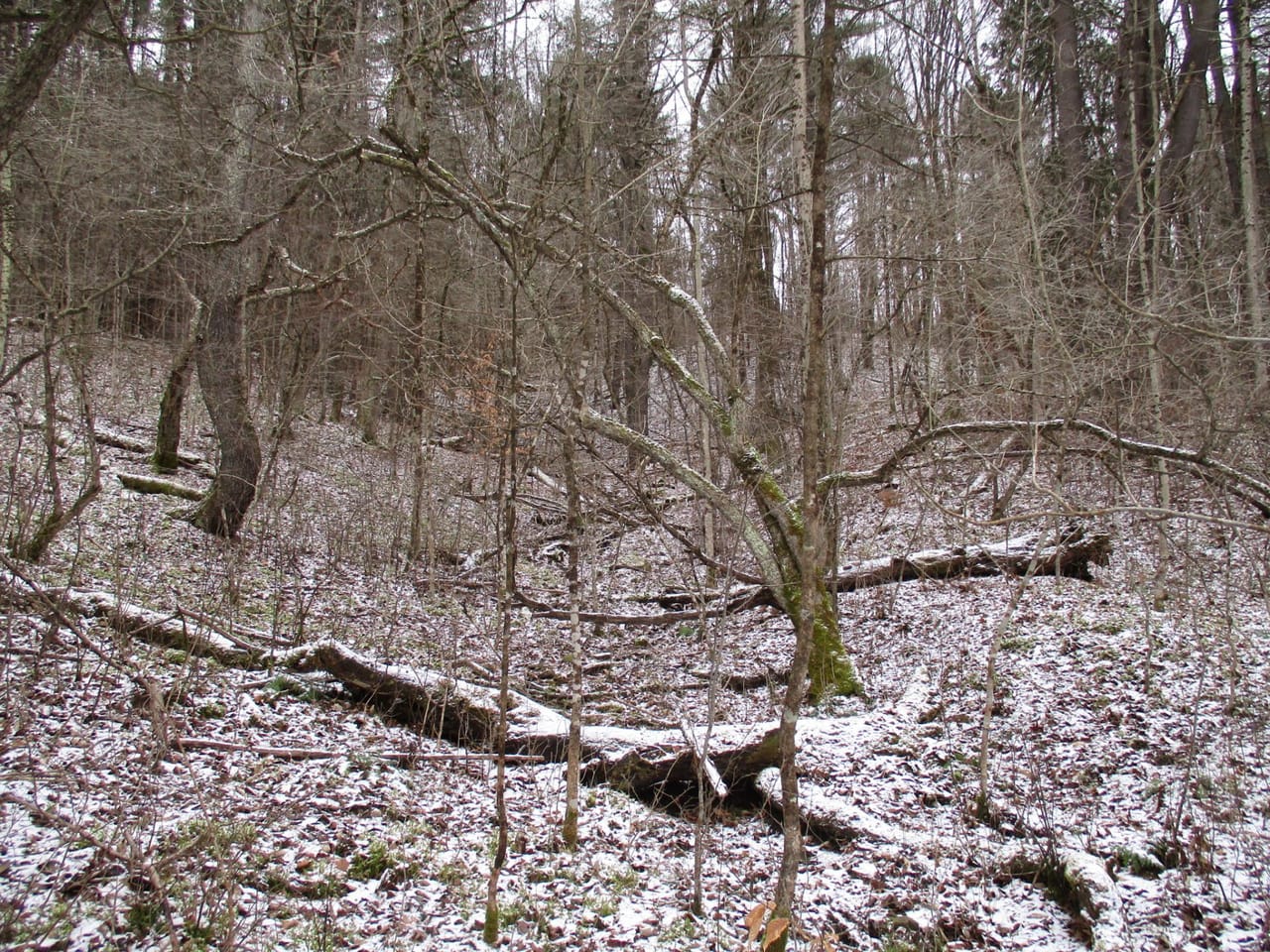 Stone Dam Hunting Camp