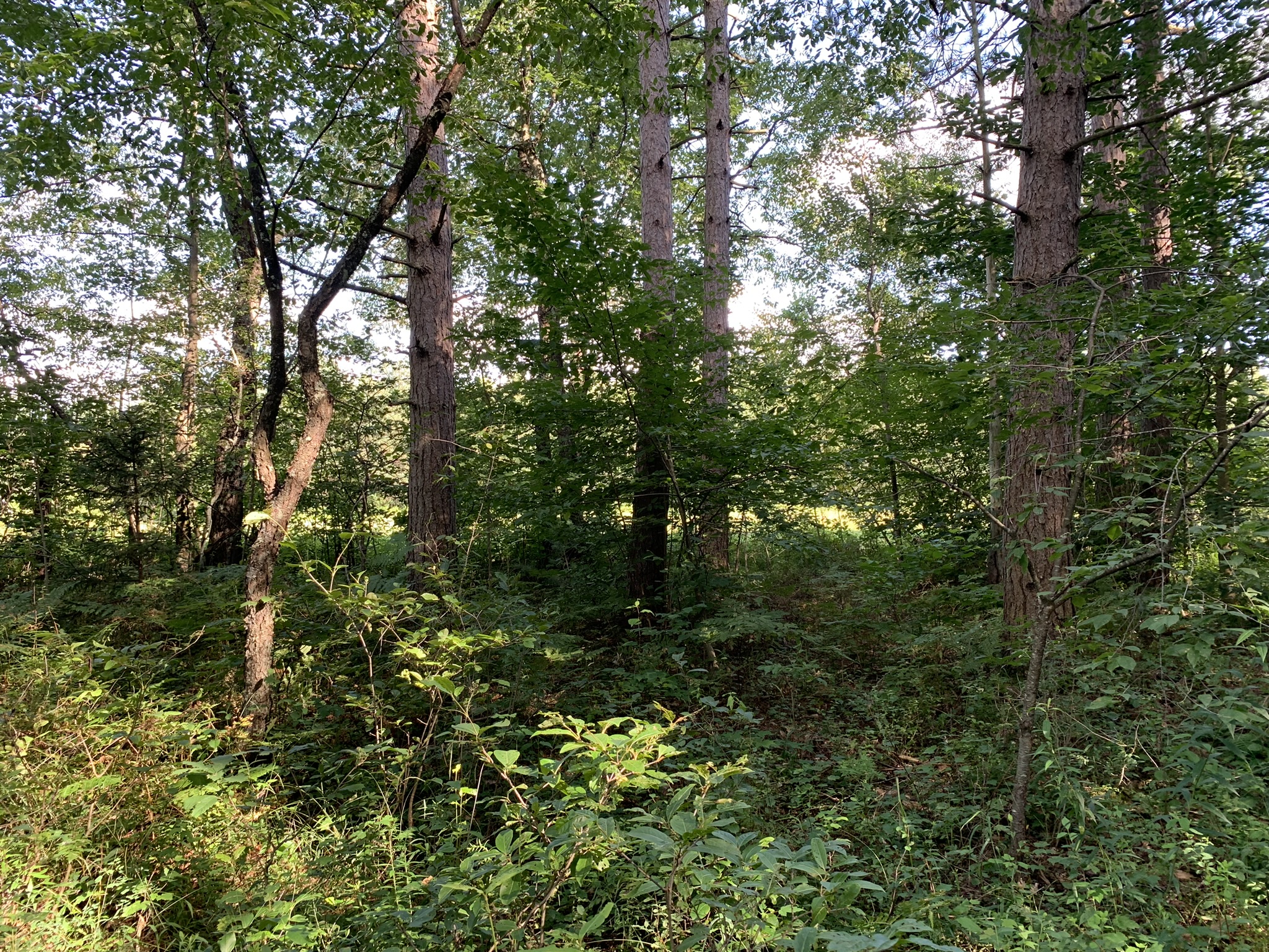 Middle Branch of the Oswegatchie