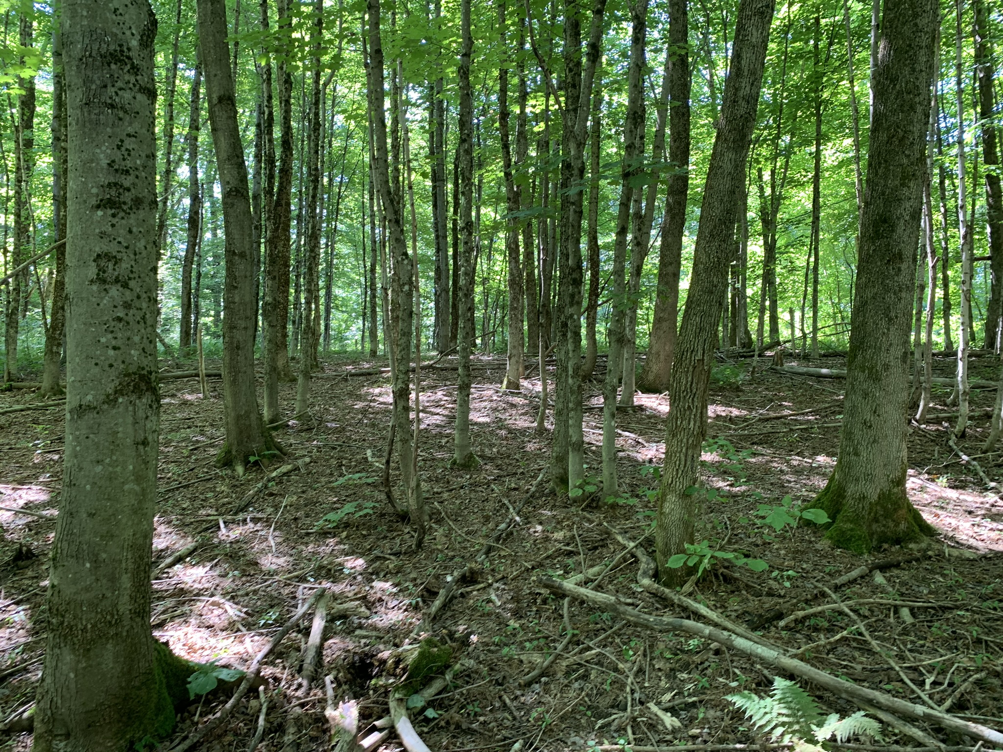 Lyman Brook Forest