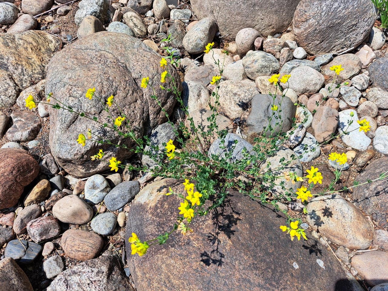 Listing Image 64