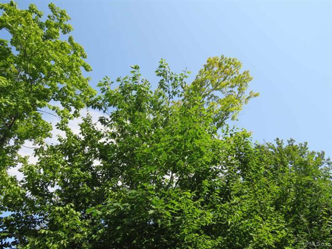 Listing Image 54