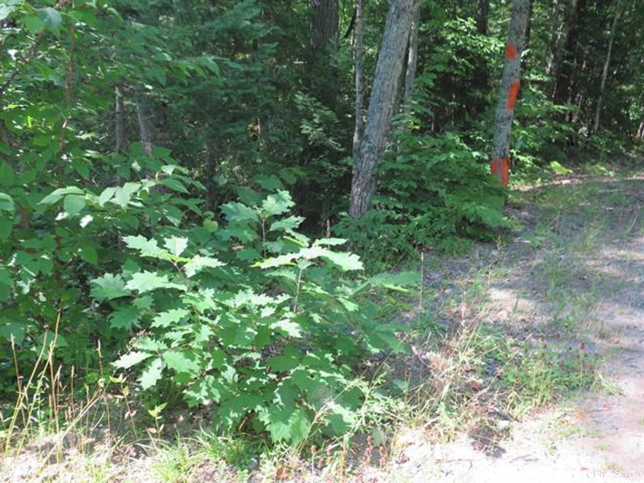 Listing Image 62