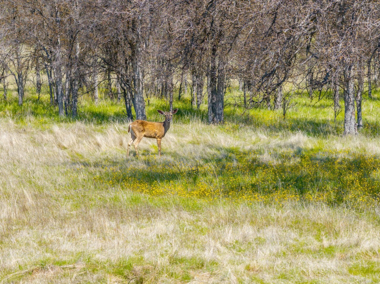 Listing Image 75