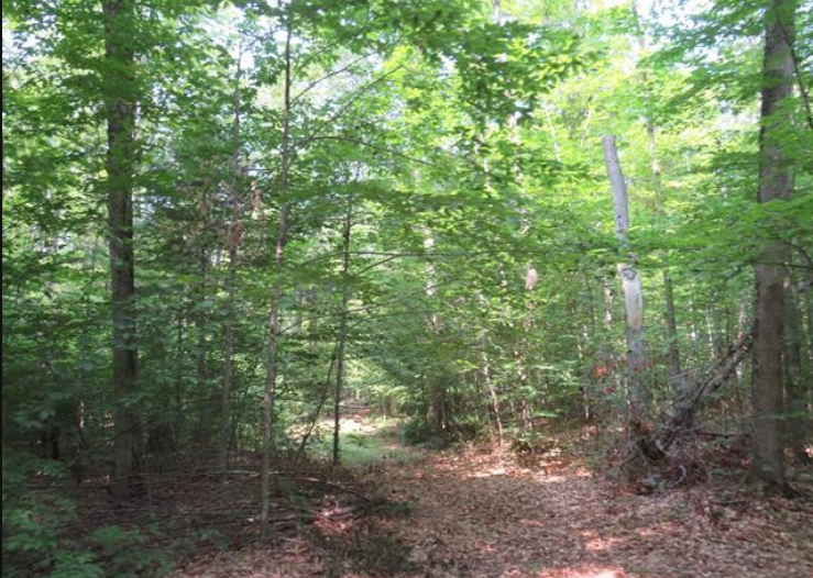 Listing Image 37