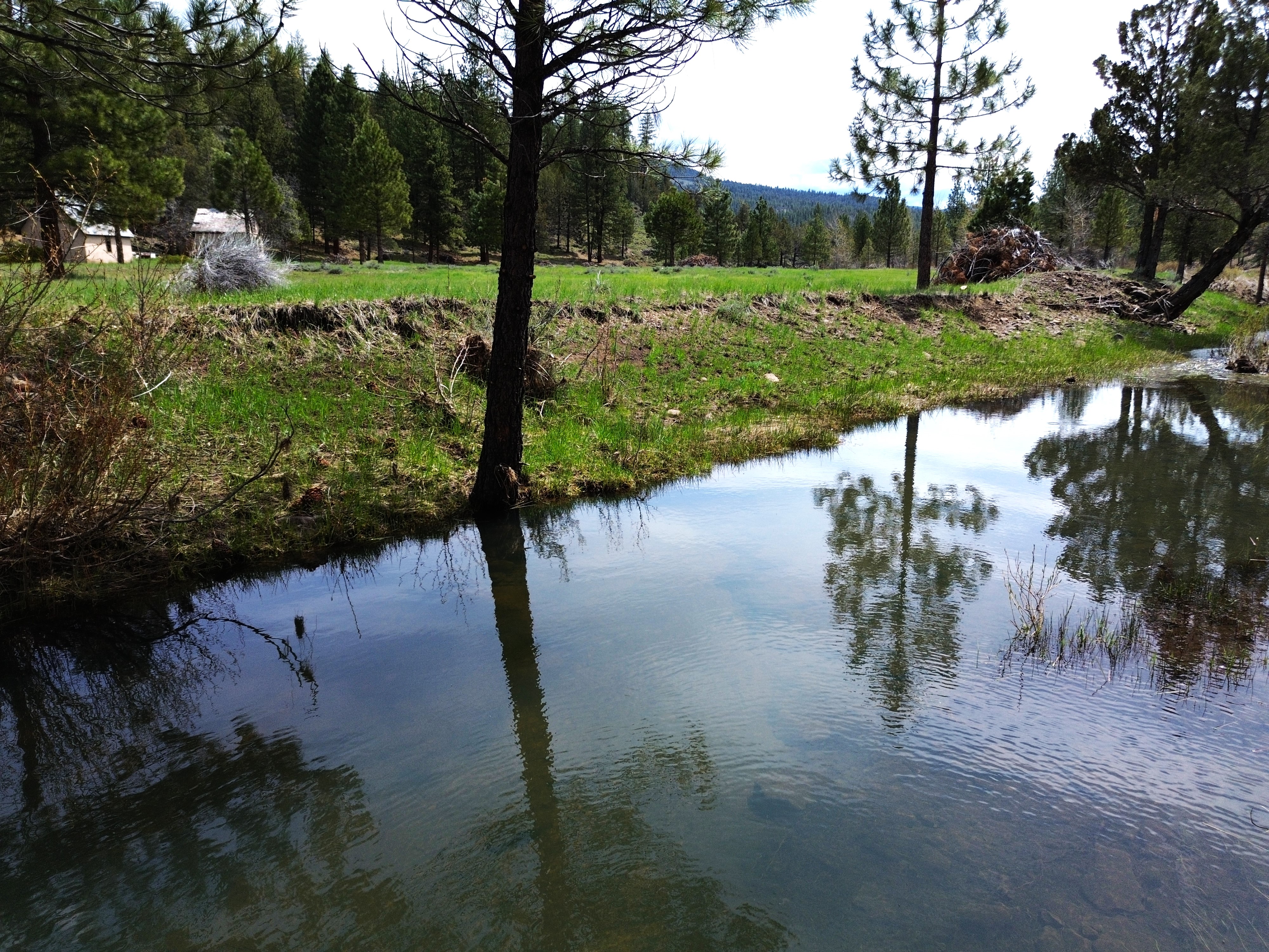 Johnson Creek Meadow