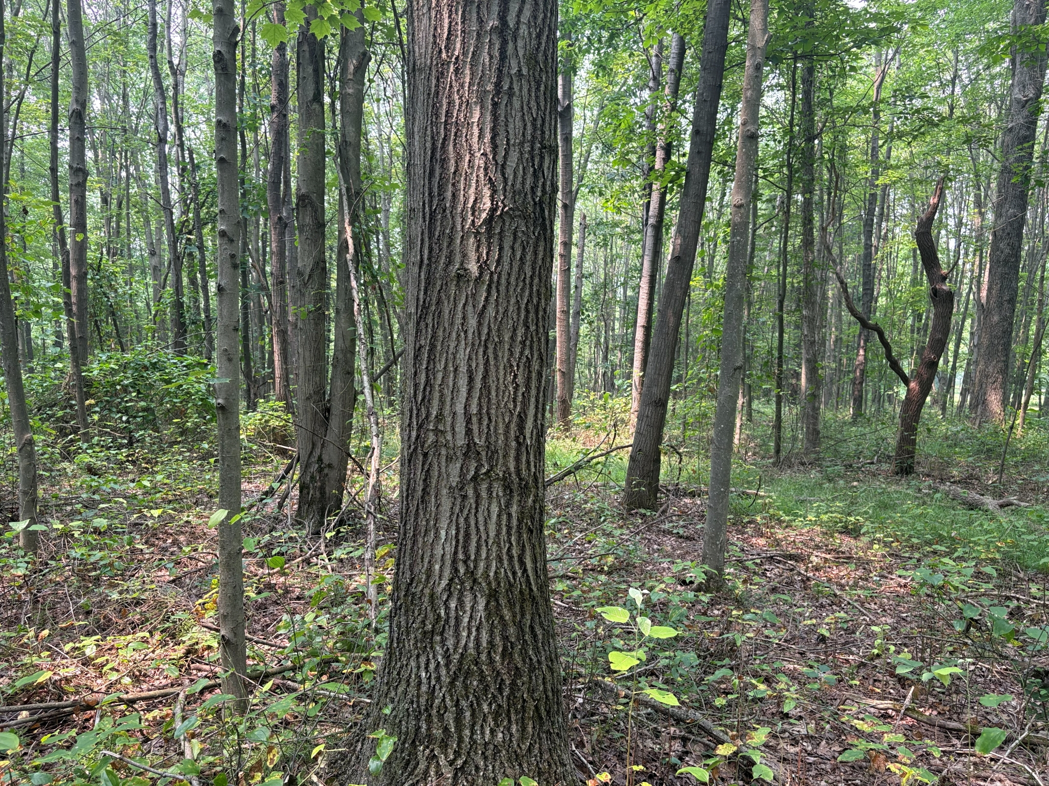 Listing Image 48