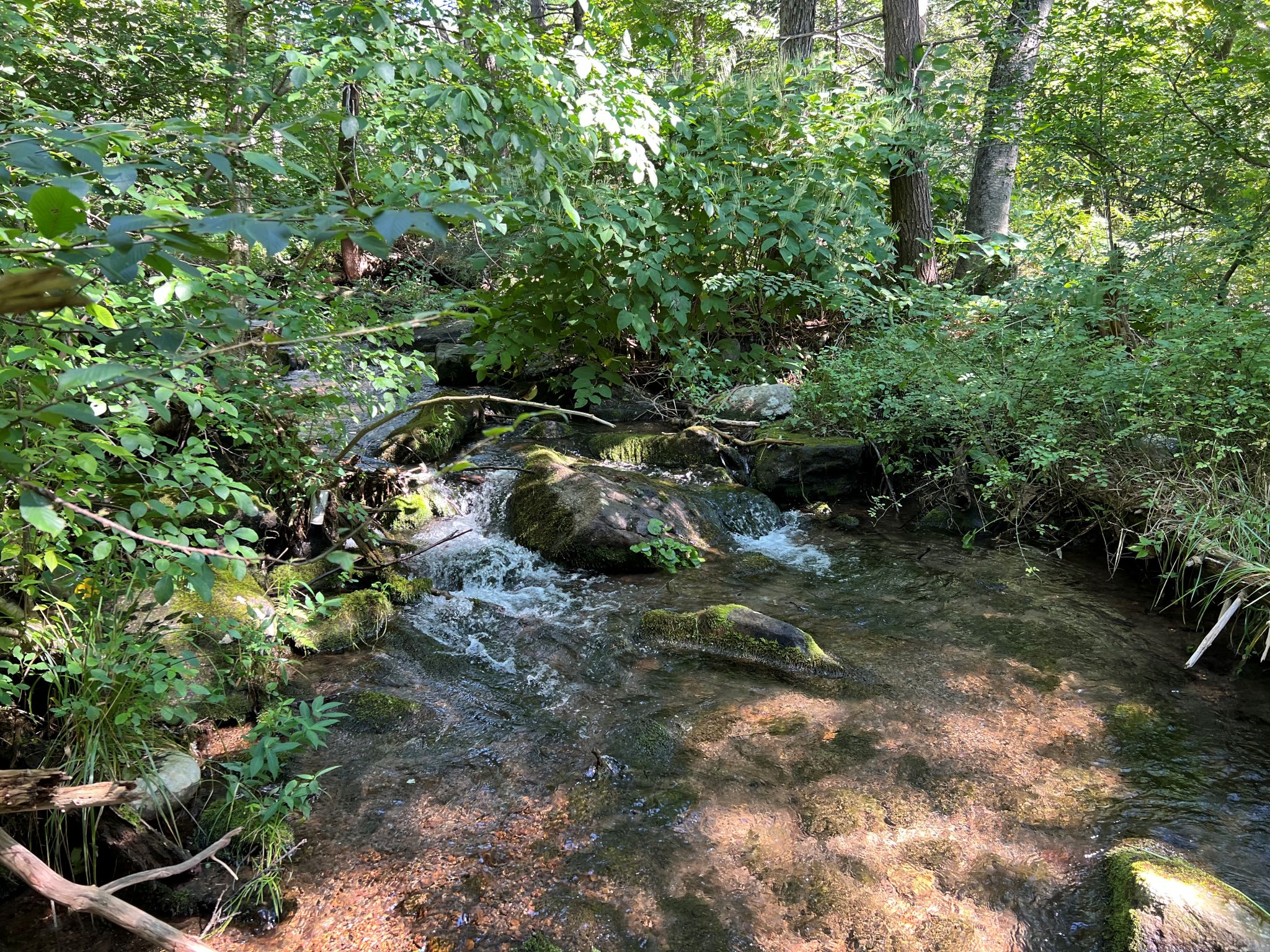 Pocono Area Gem